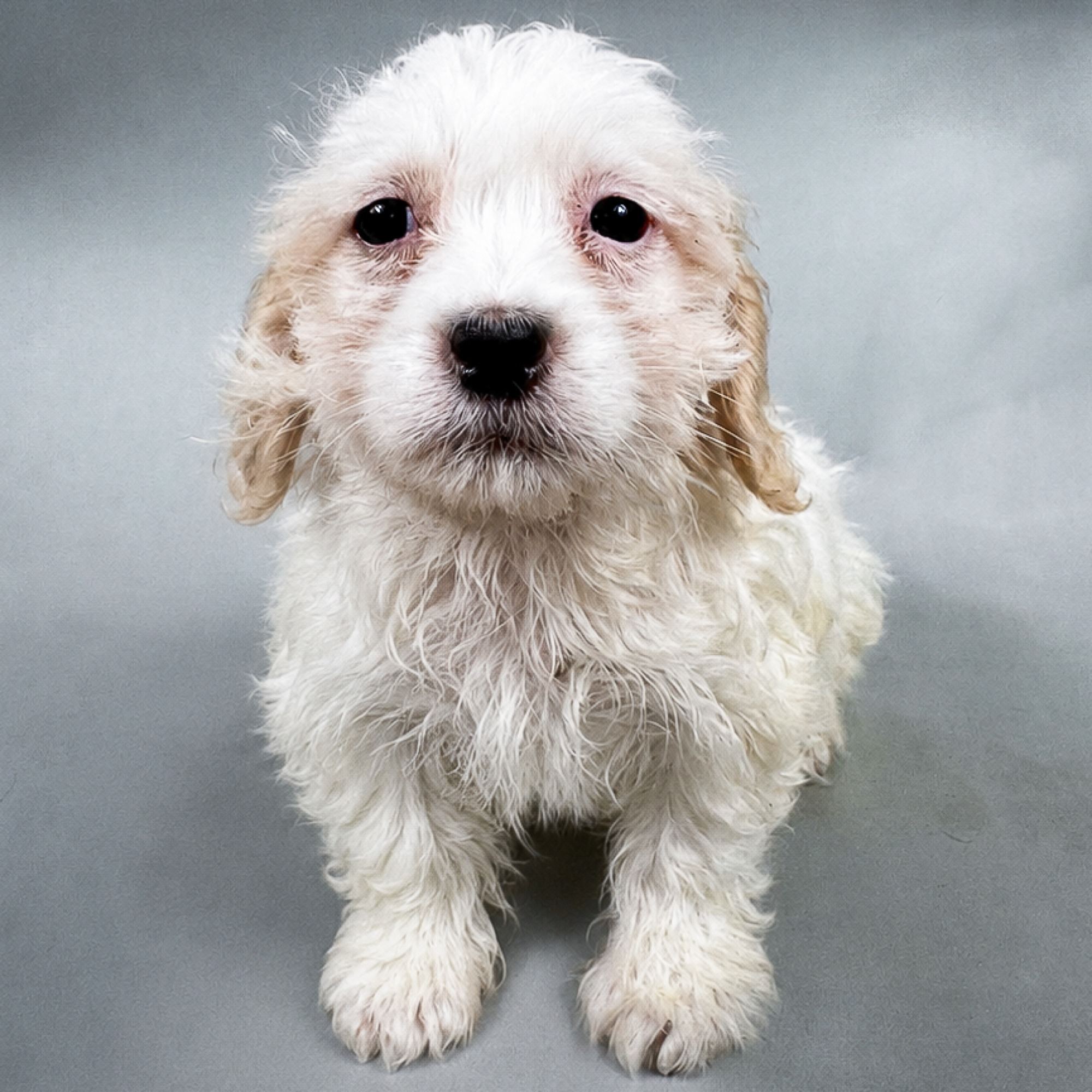 Donovan the Teddy Bear puppy