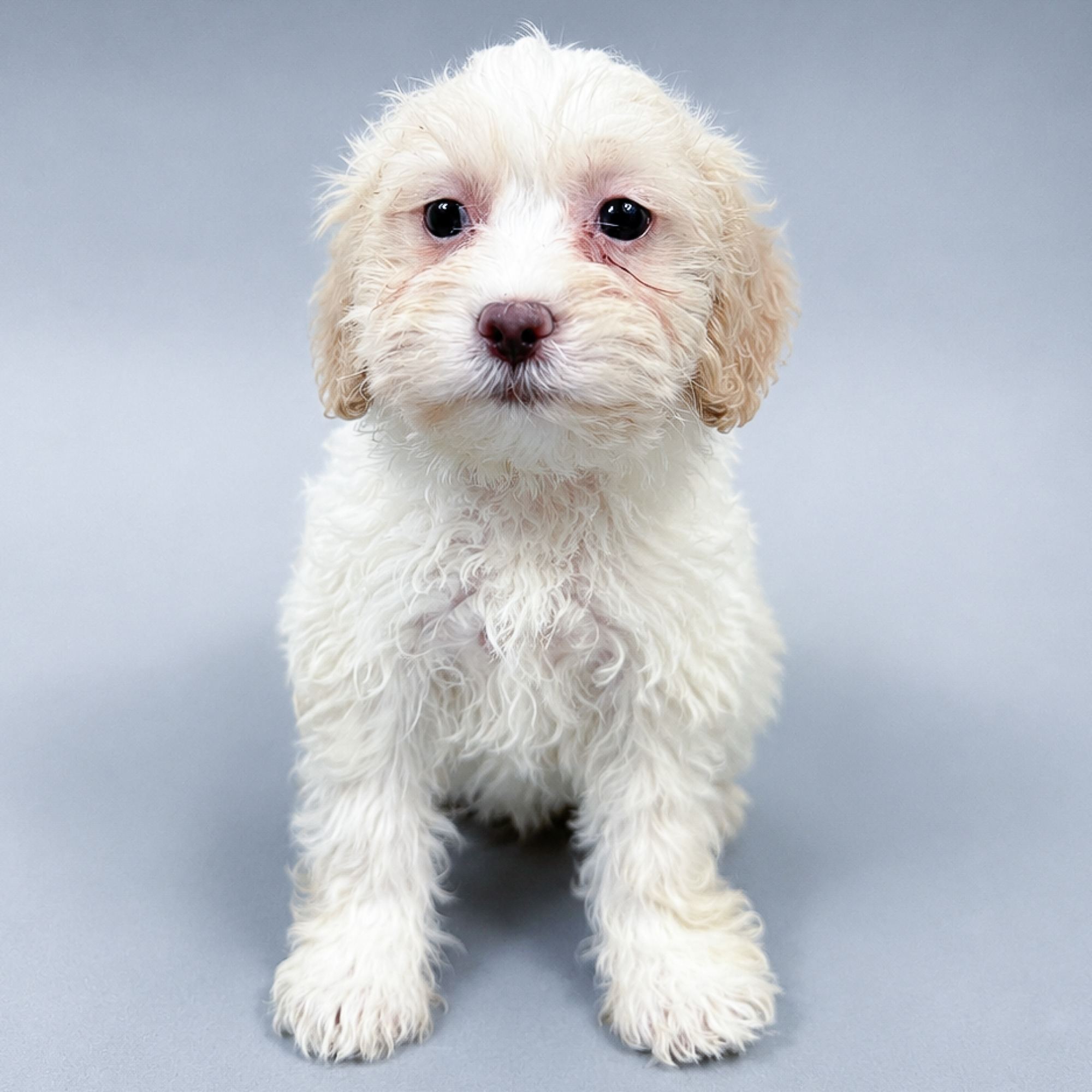 Baby the Teddy Bear puppy