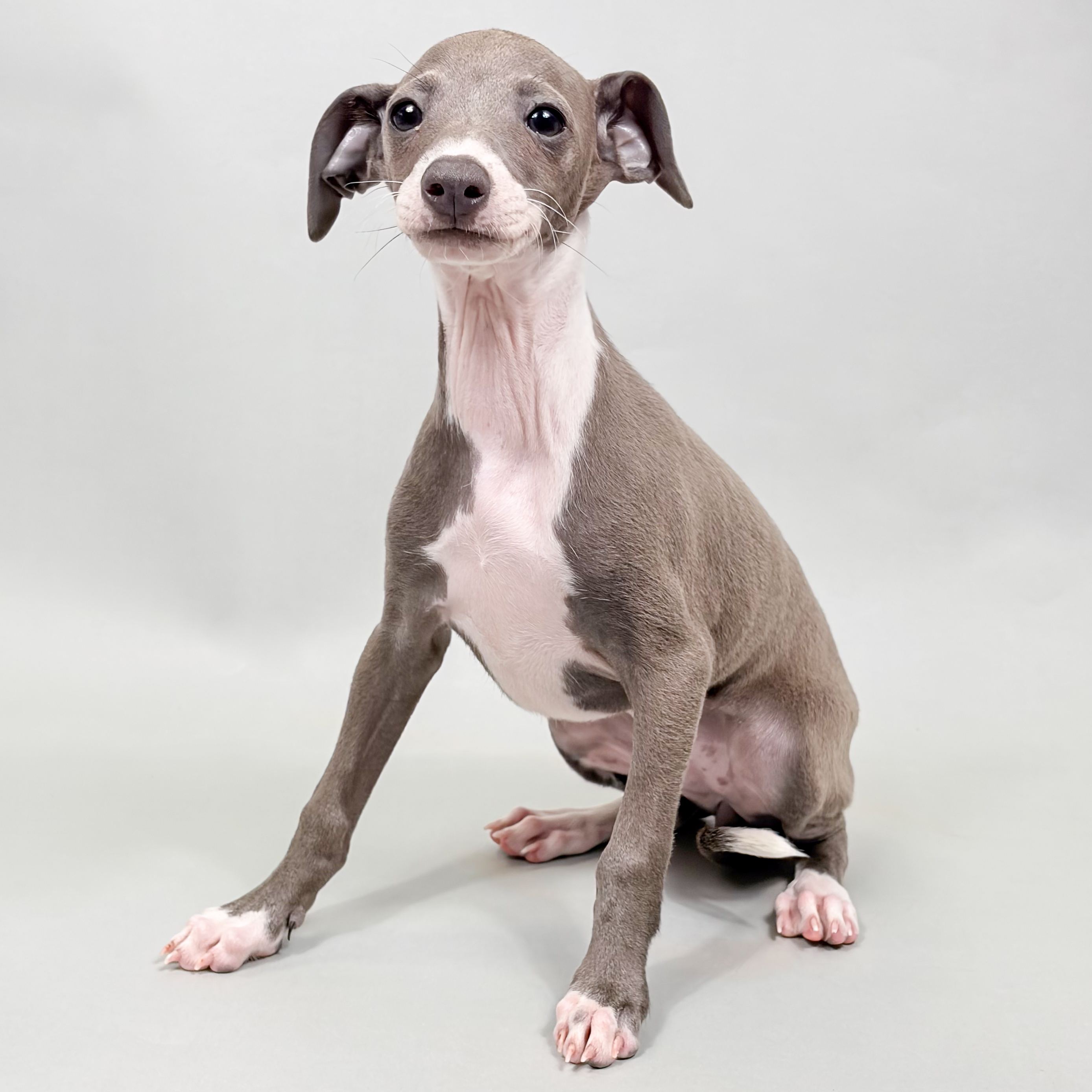 Kinley the Italian Greyhound puppy