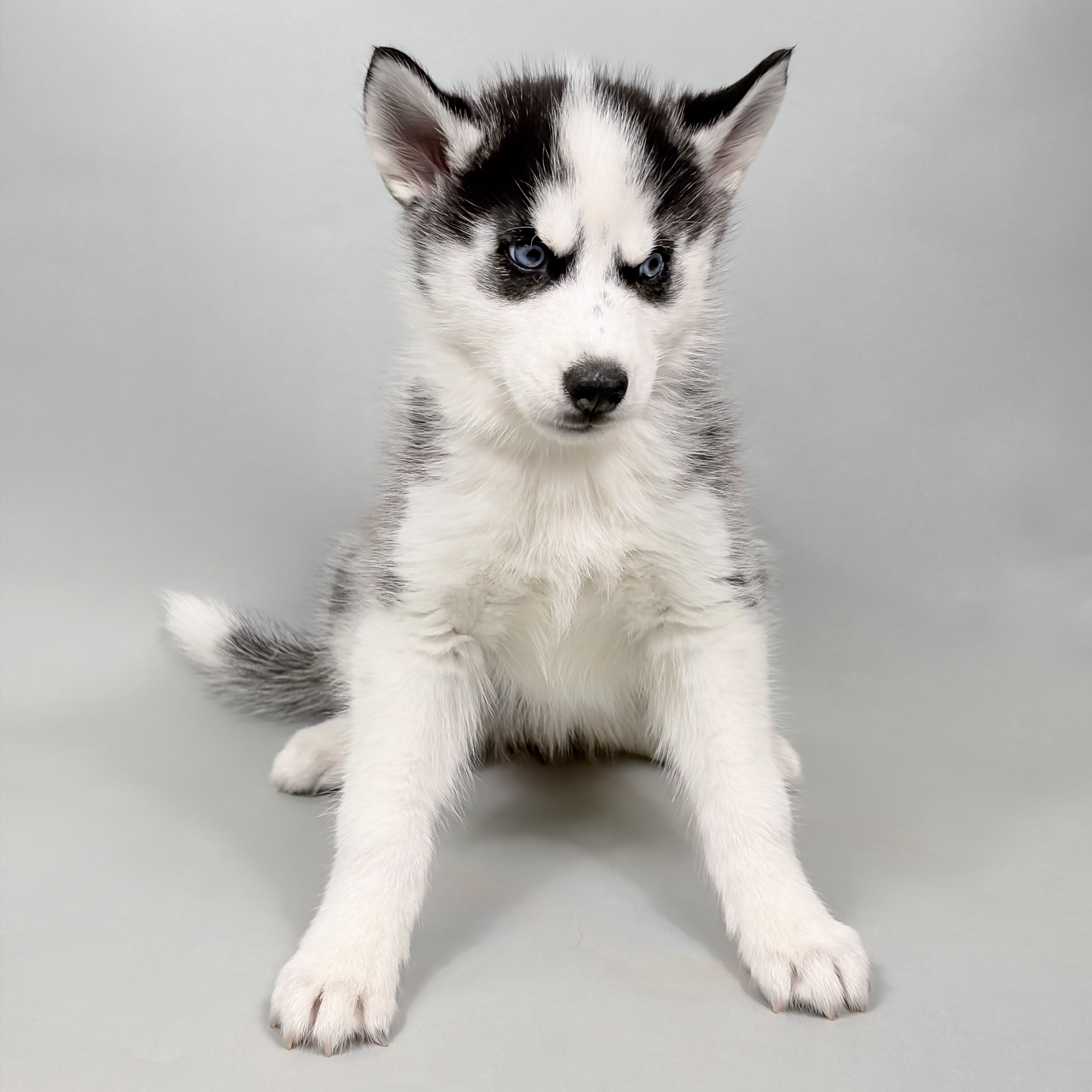 Misty the Siberian Husky puppy