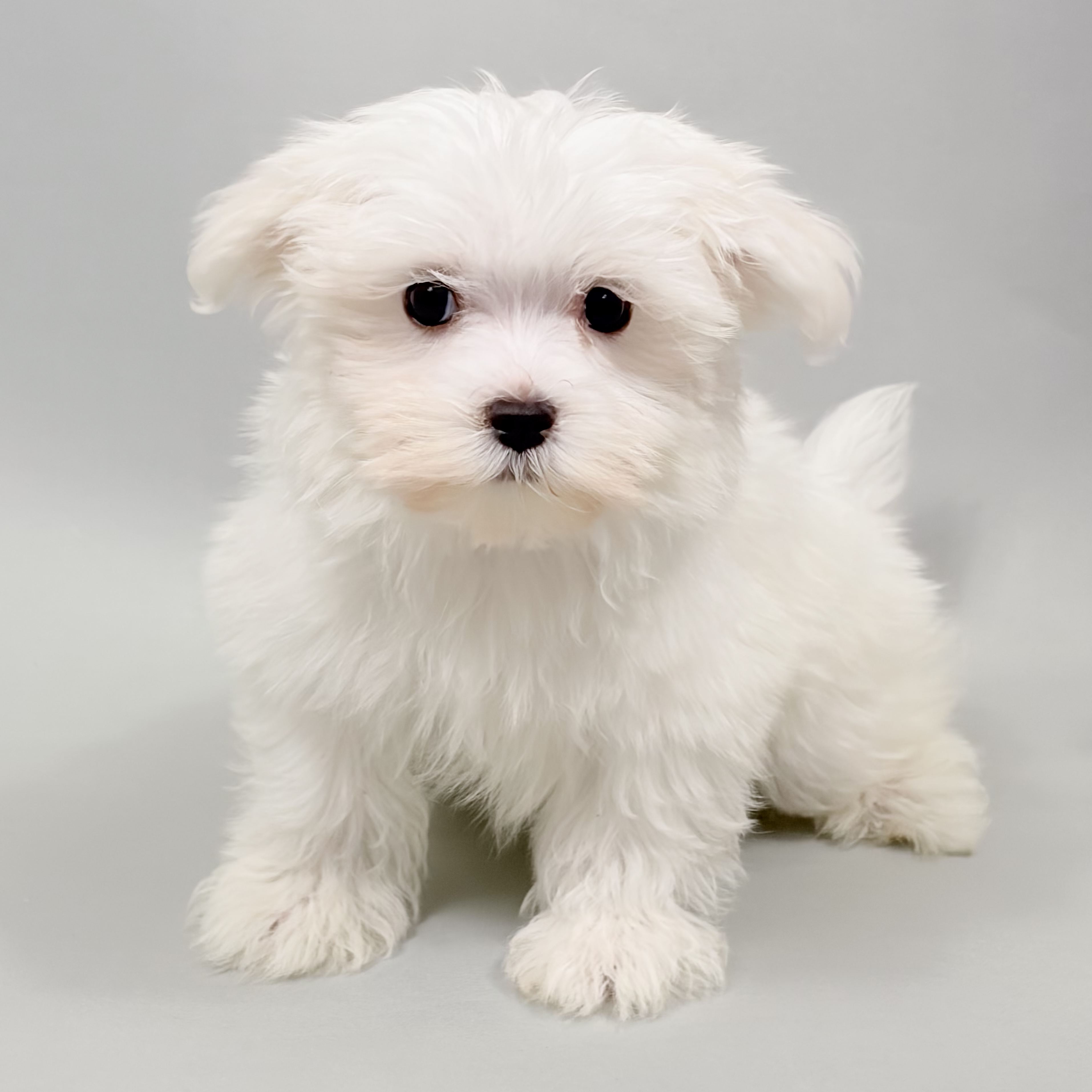 Anna the Maltese puppy