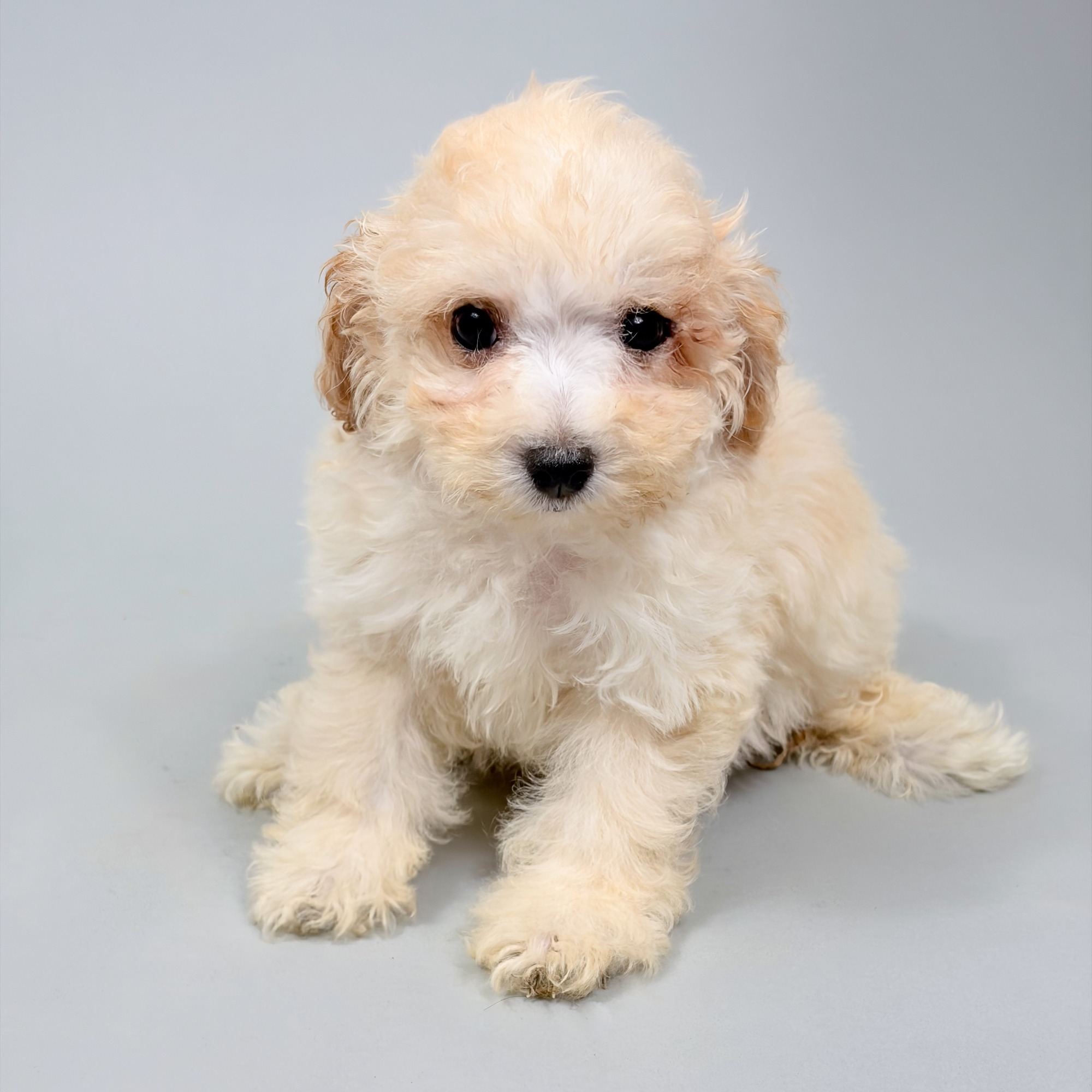 Harley the Bichonpoo puppy