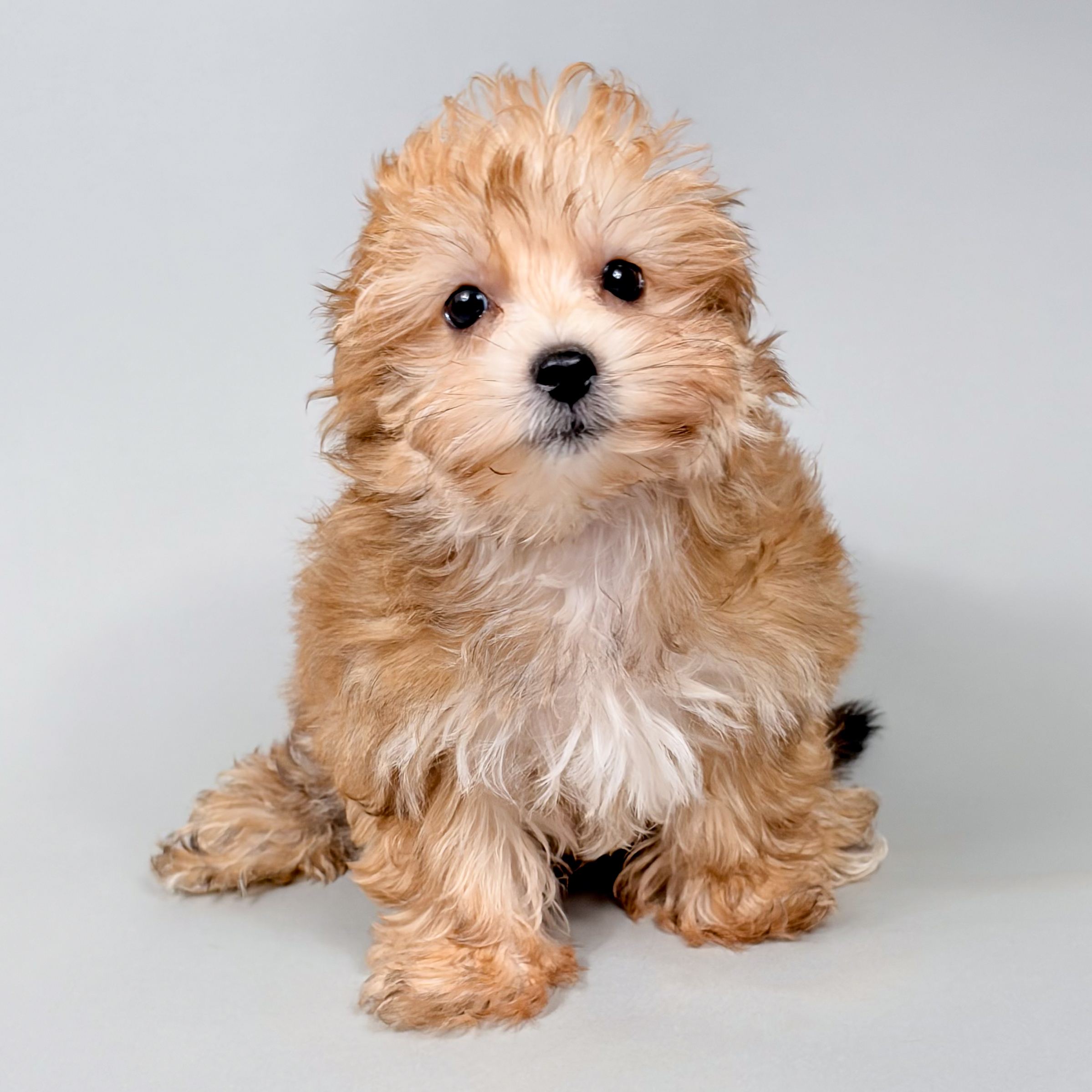 Saul the Yorkiechon puppy