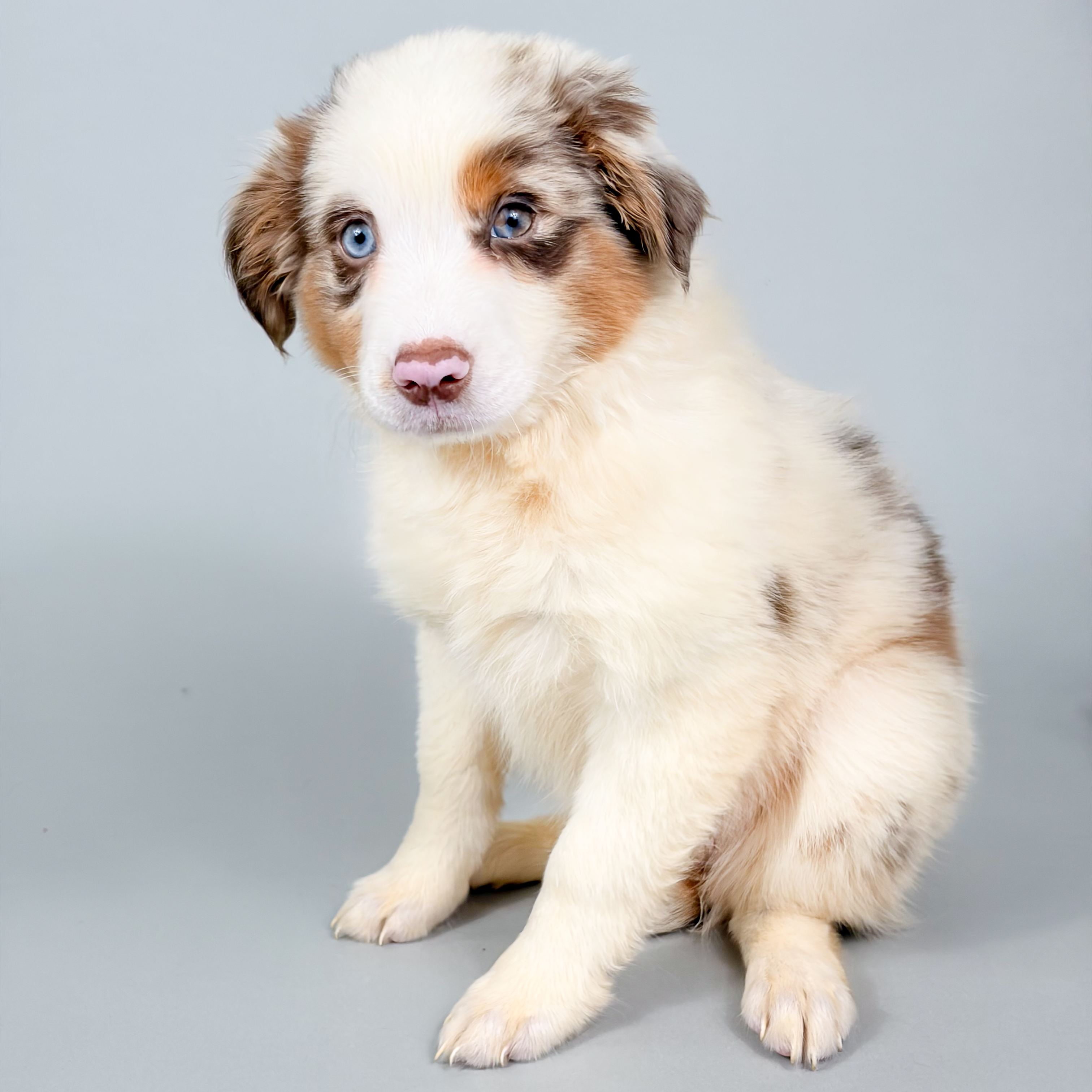 Alice the Mini Australian Shepherd puppy
