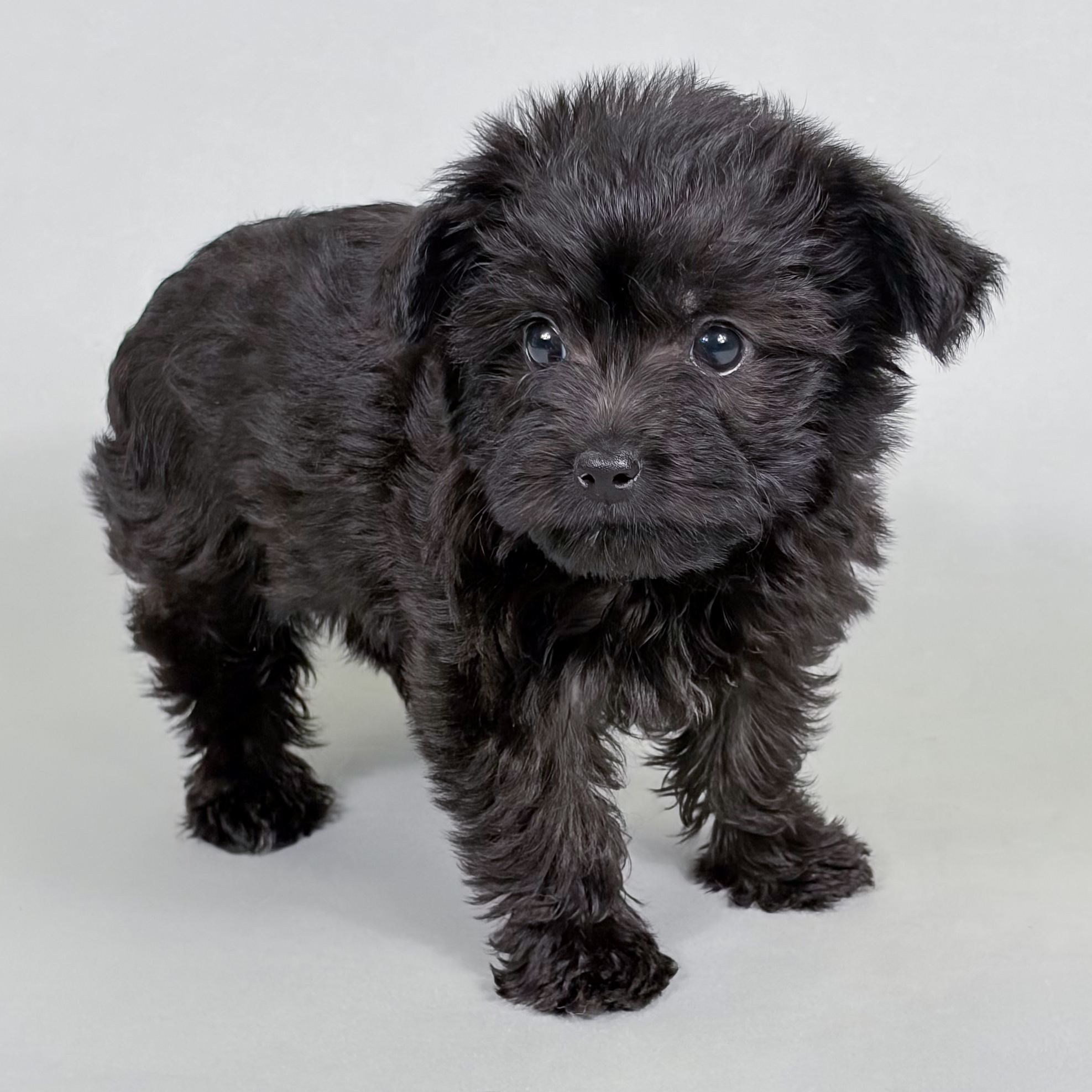 Charlie the Yorkiepoo puppy
