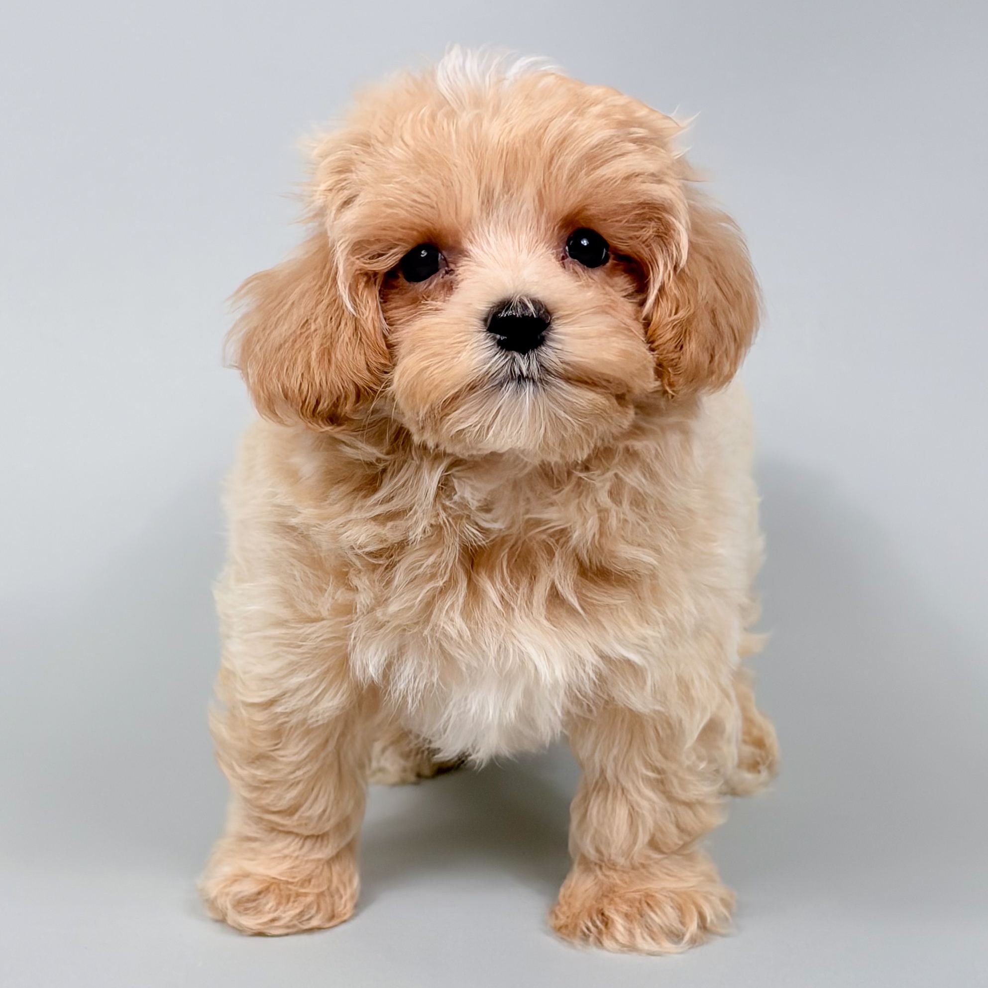 Charlotte the Maltipoo puppy