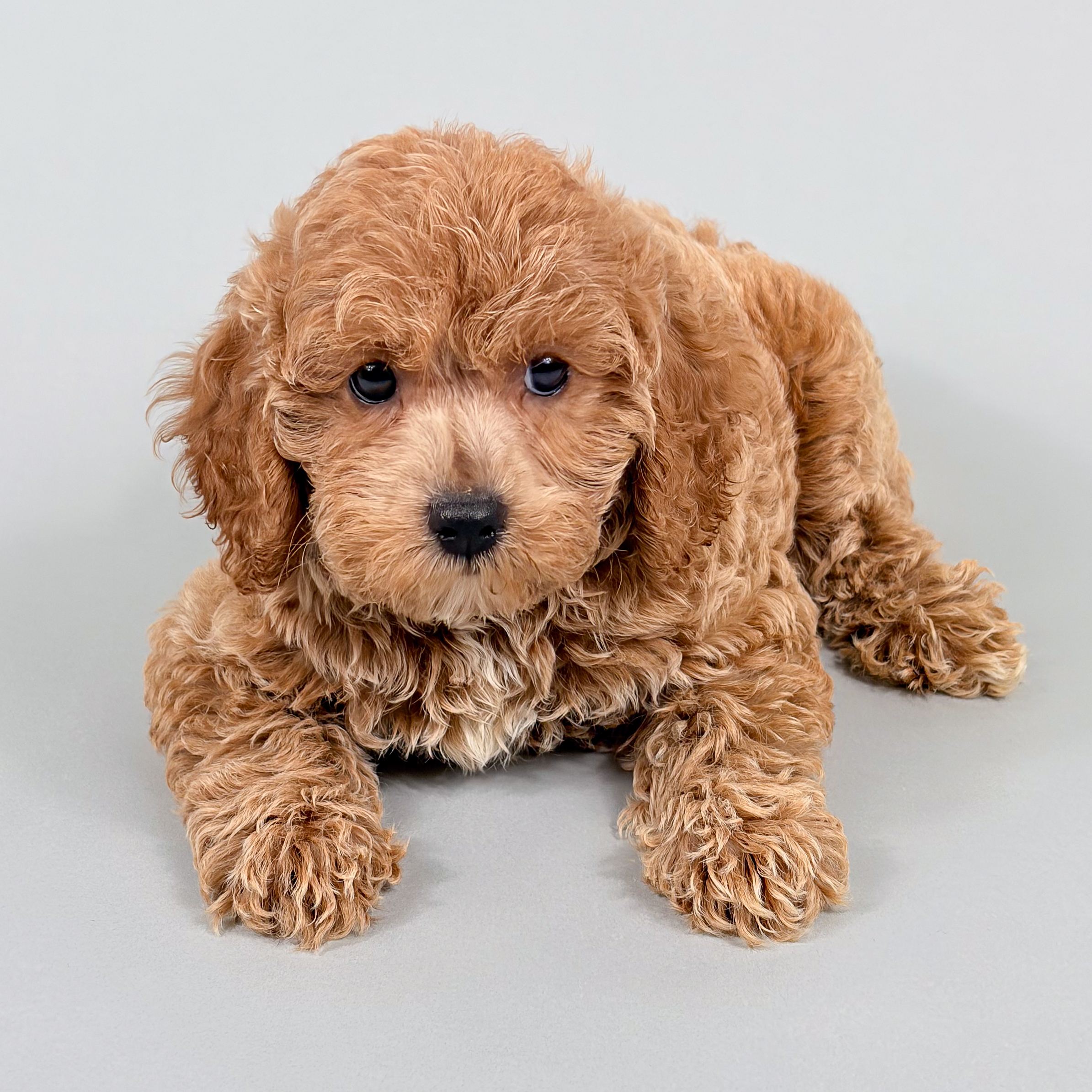 Kenna the Cockapoo puppy