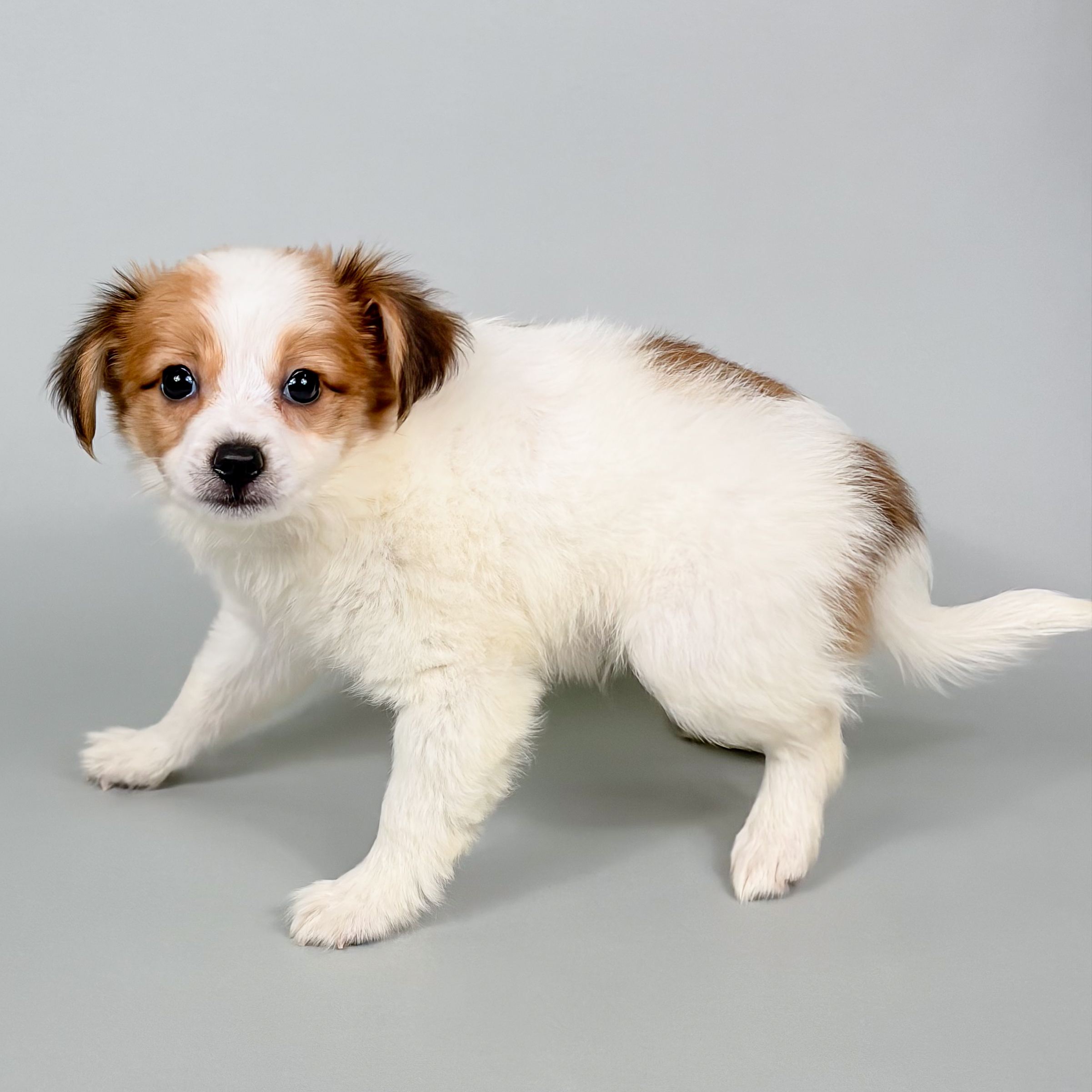 Ashby the Papillon puppy