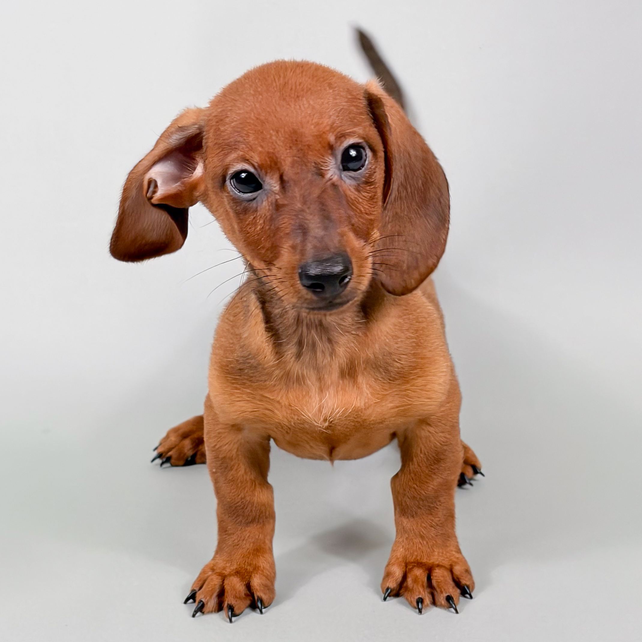 Cain the Mini Dachshund puppy