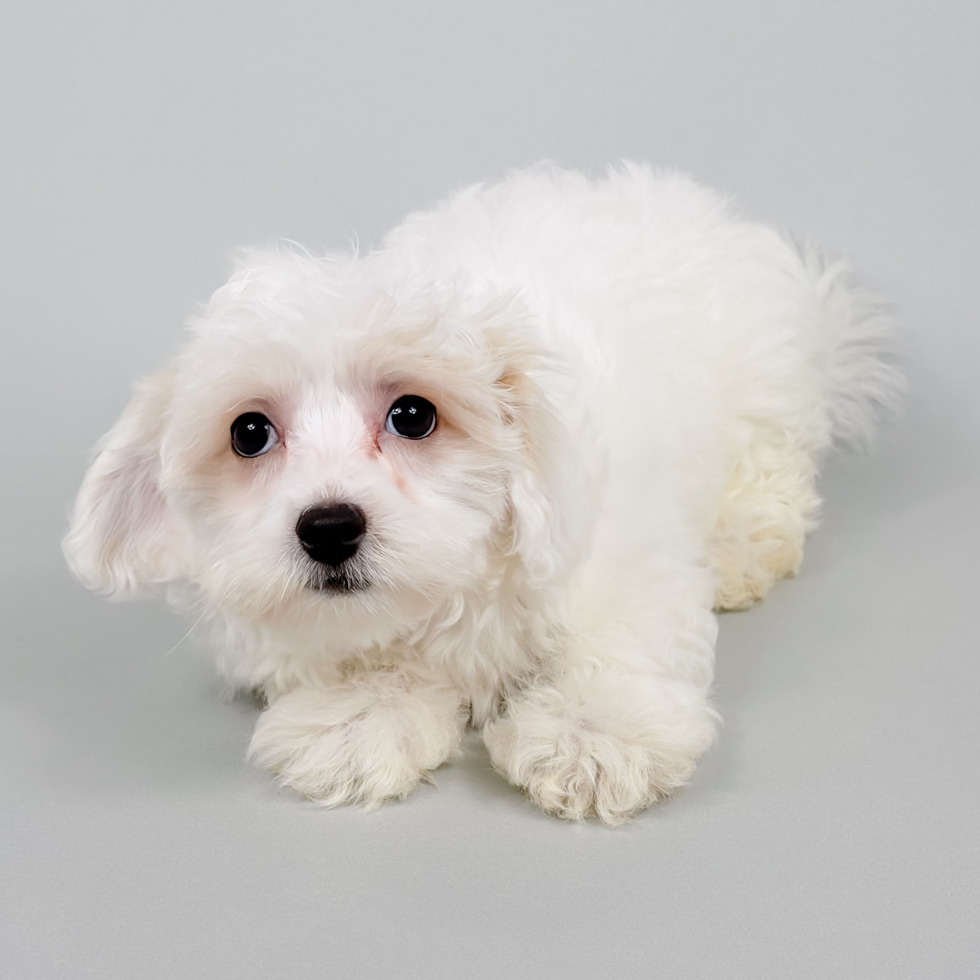 Ellie Rose the Cotonpoo puppy