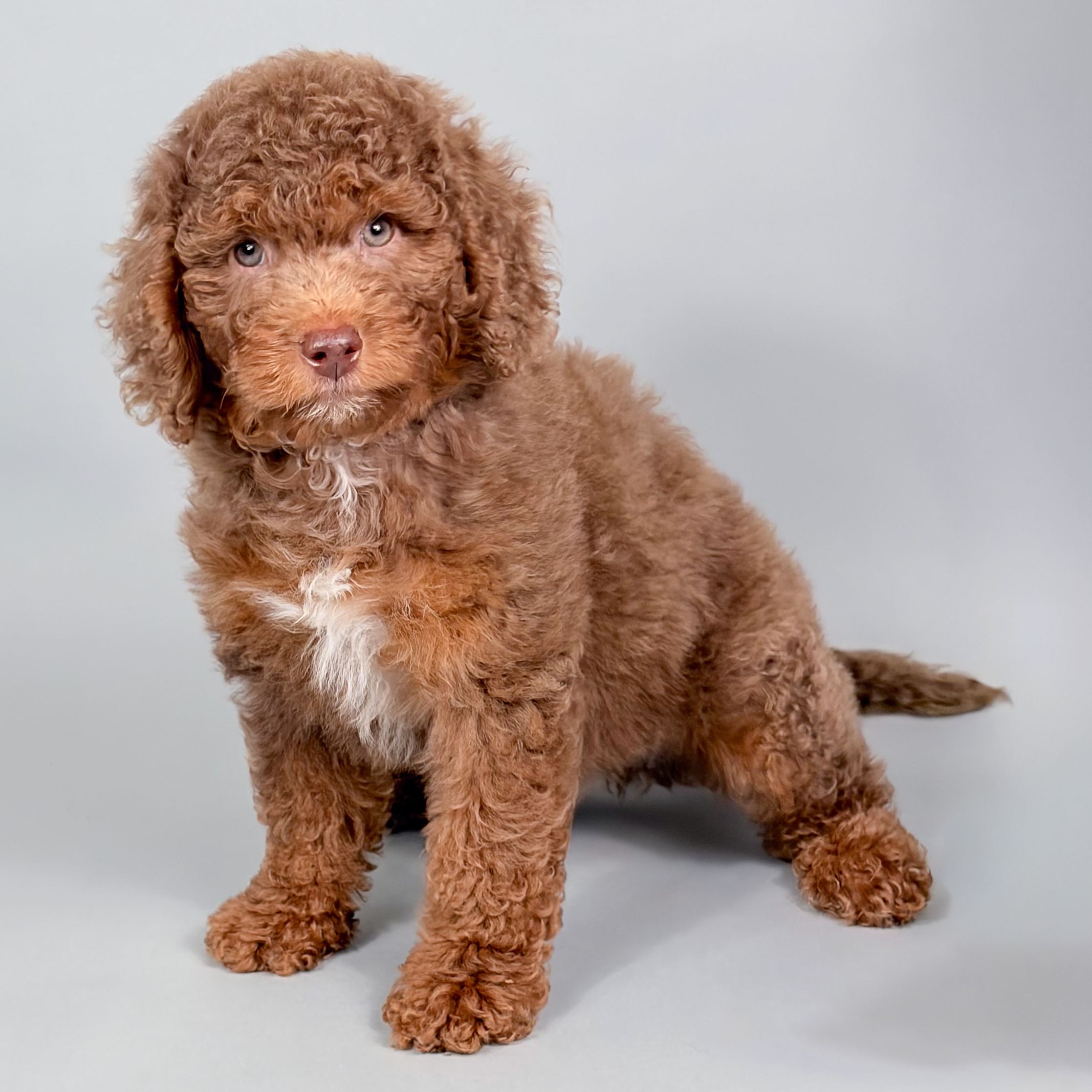 Lucas the Mini Goldendoodle puppy