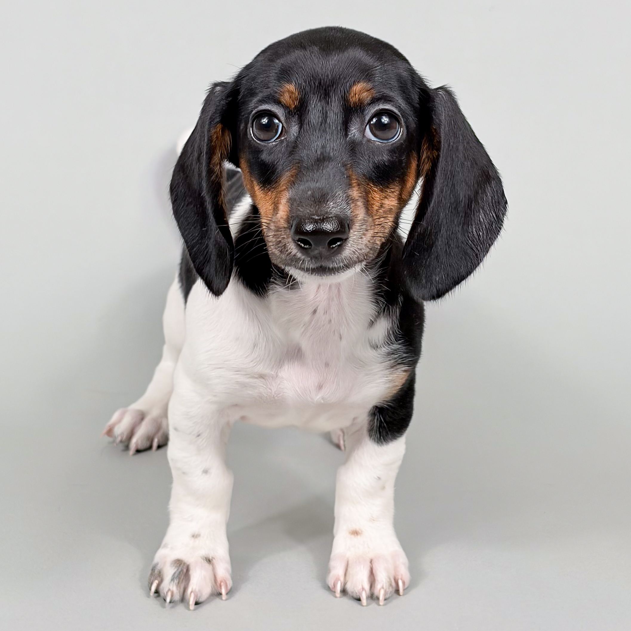 Gidget the Dachshund puppy