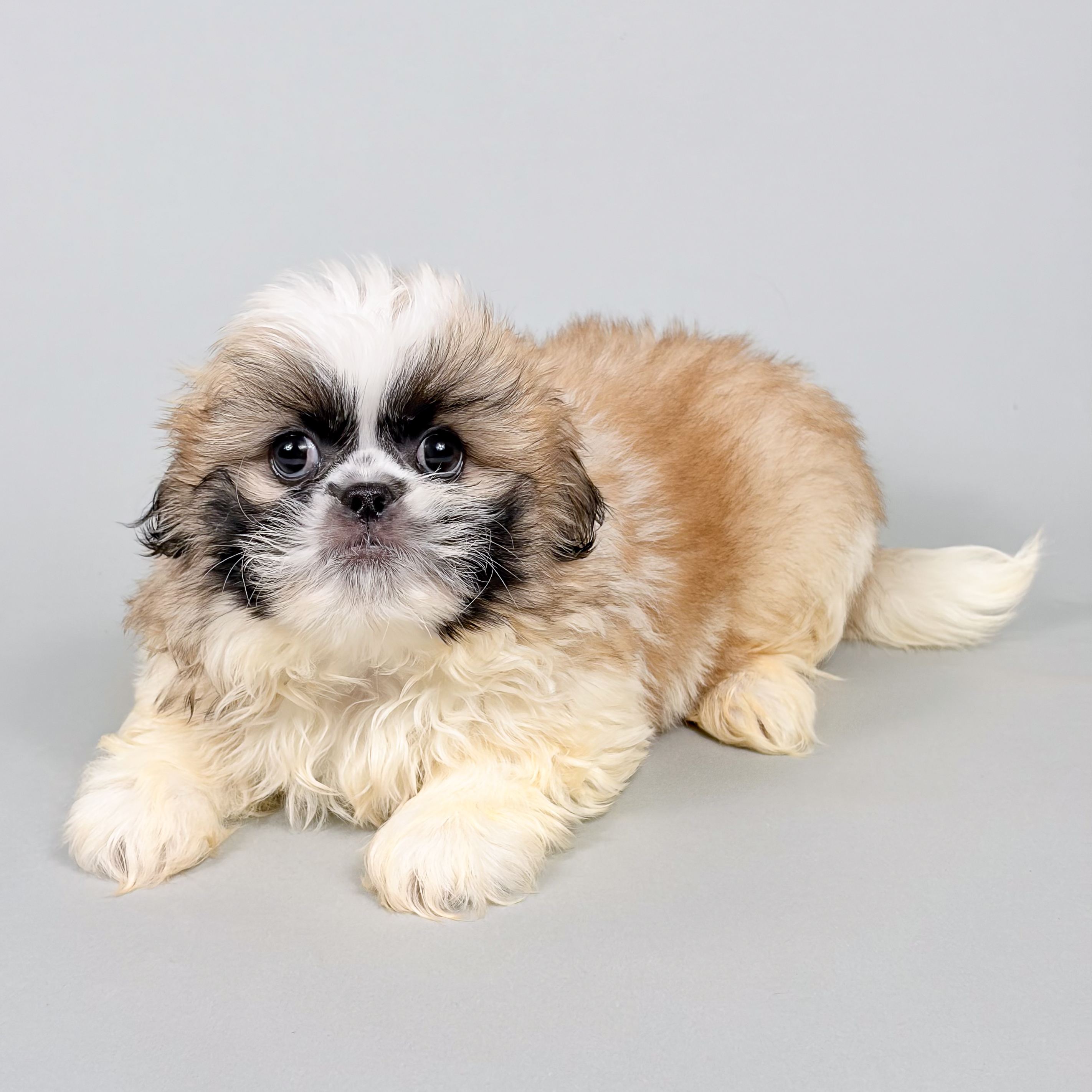 Vaughn the Pekingese puppy