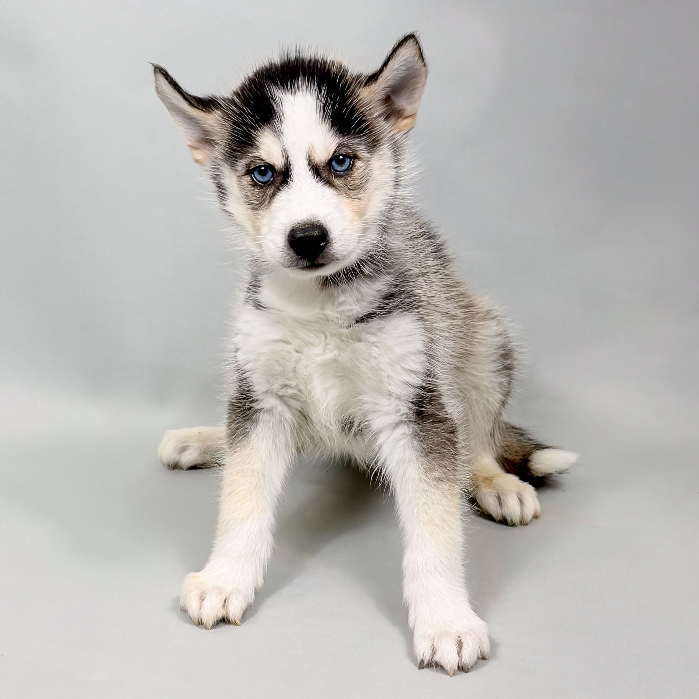 Norm the Siberian Husky puppy