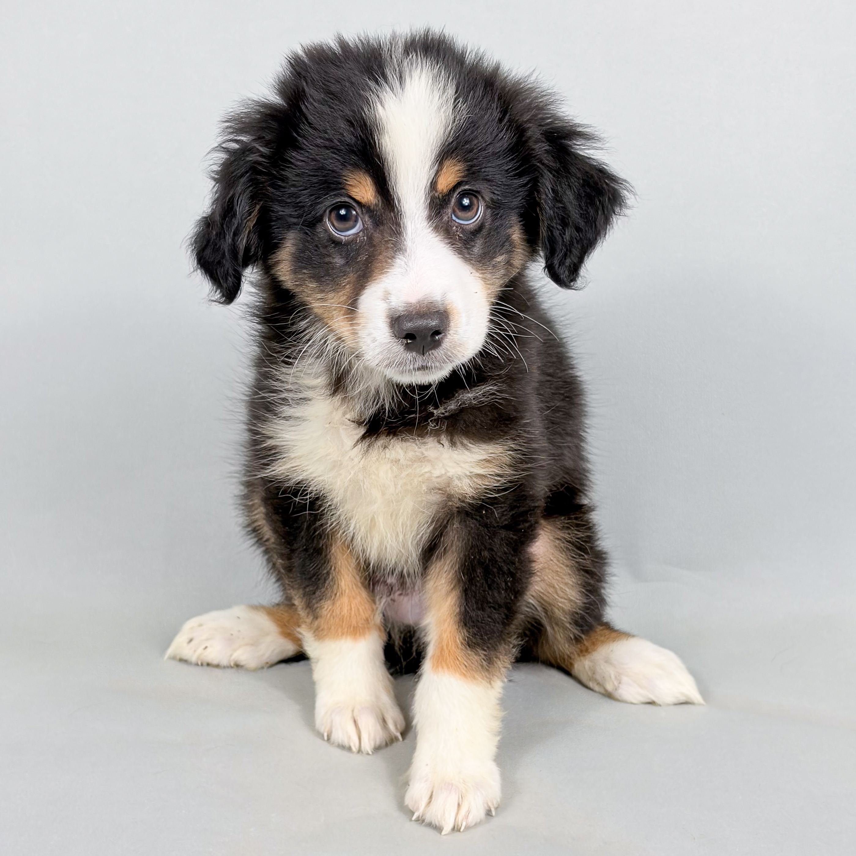 Fritz the Mini Australian Shepherd puppy