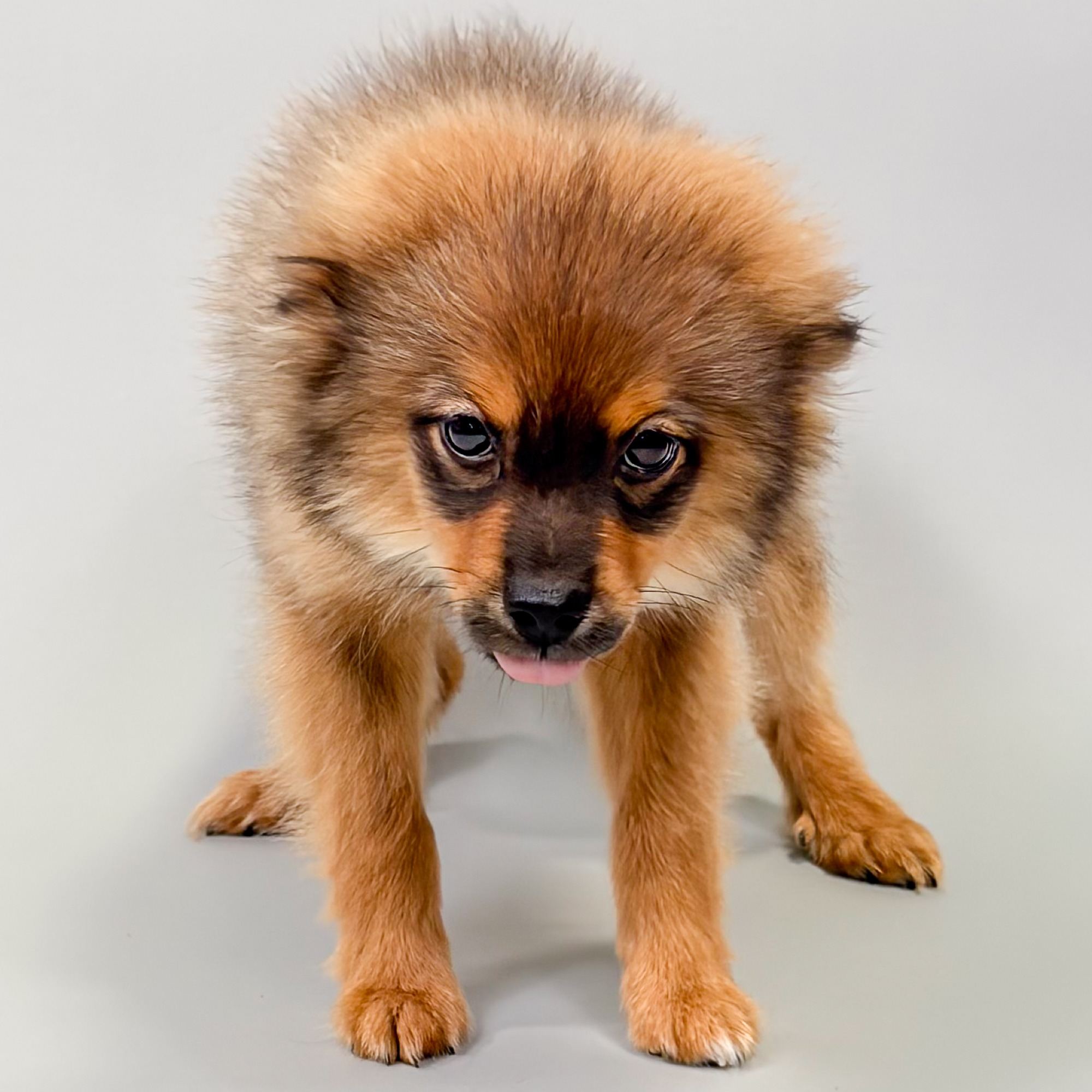 Basil the Pomeranian puppy