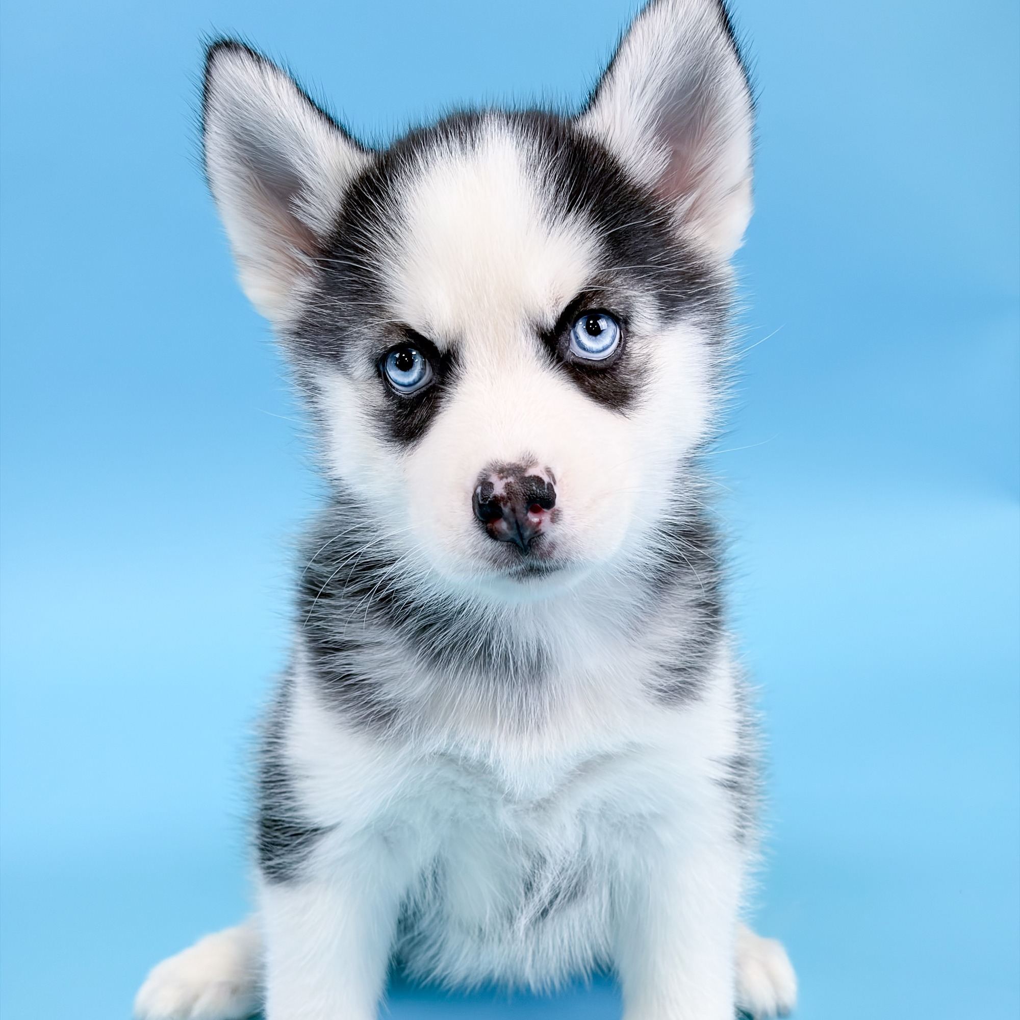 Blossom the Pomsky puppy