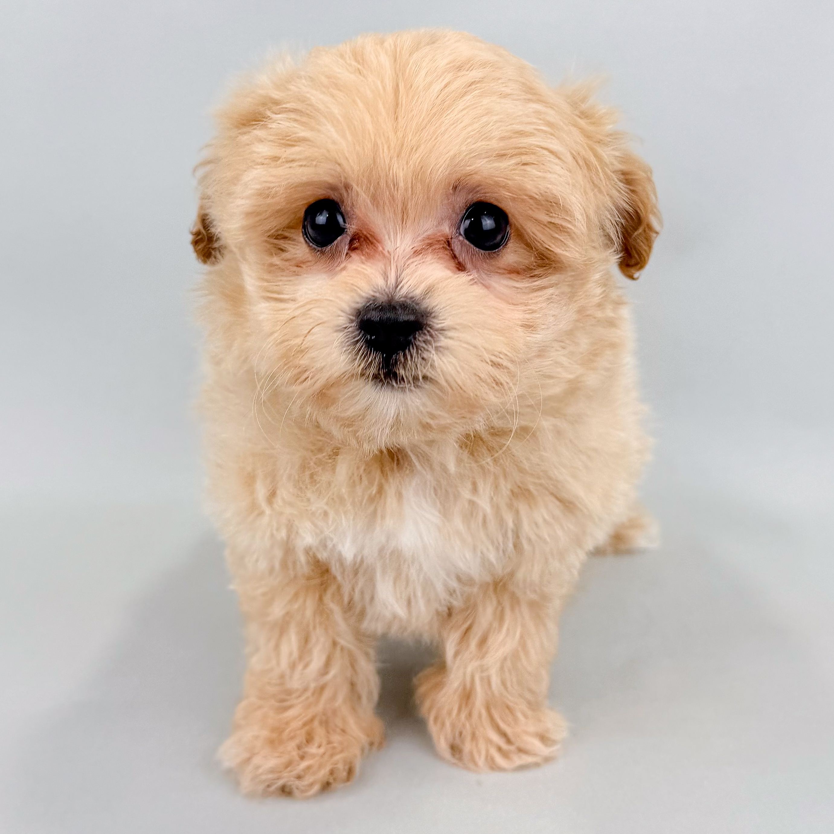 Shelton the Maltipoo puppy