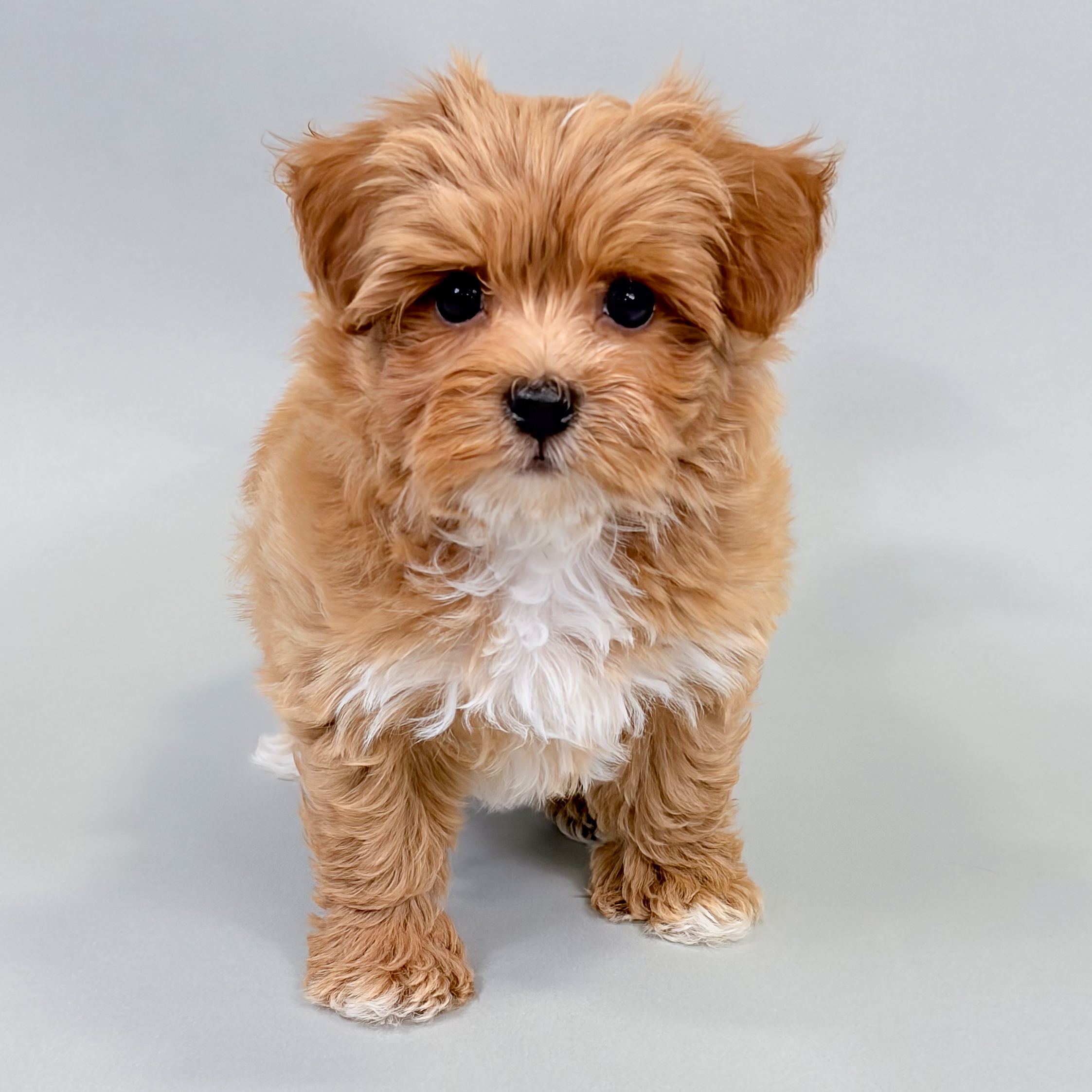 Cecil the Havapoo puppy