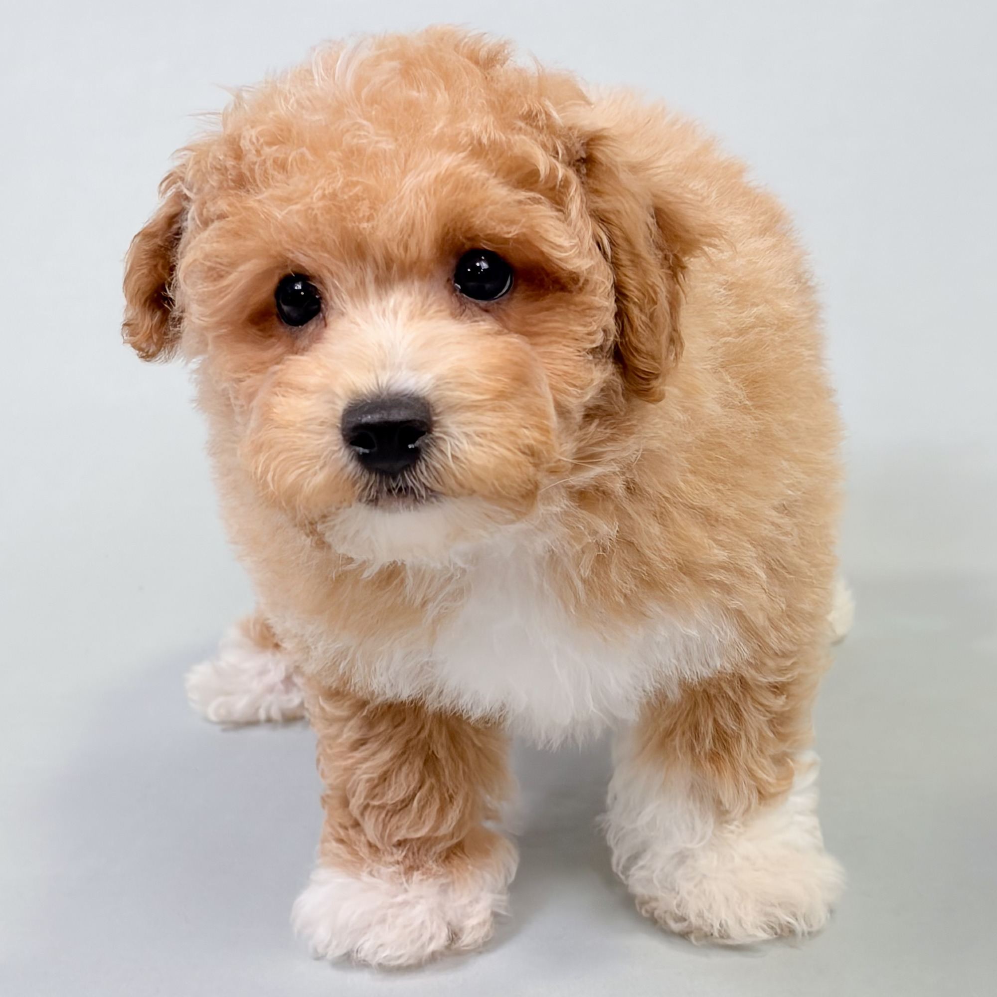 Owen the Bichonpoo puppy