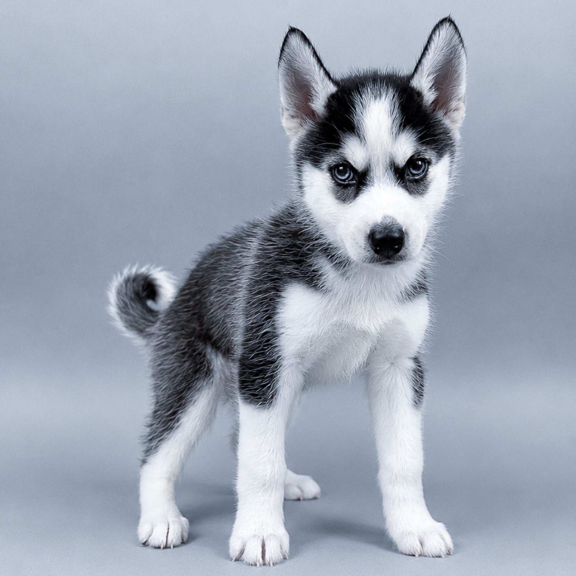 Autumn the Pomsky puppy