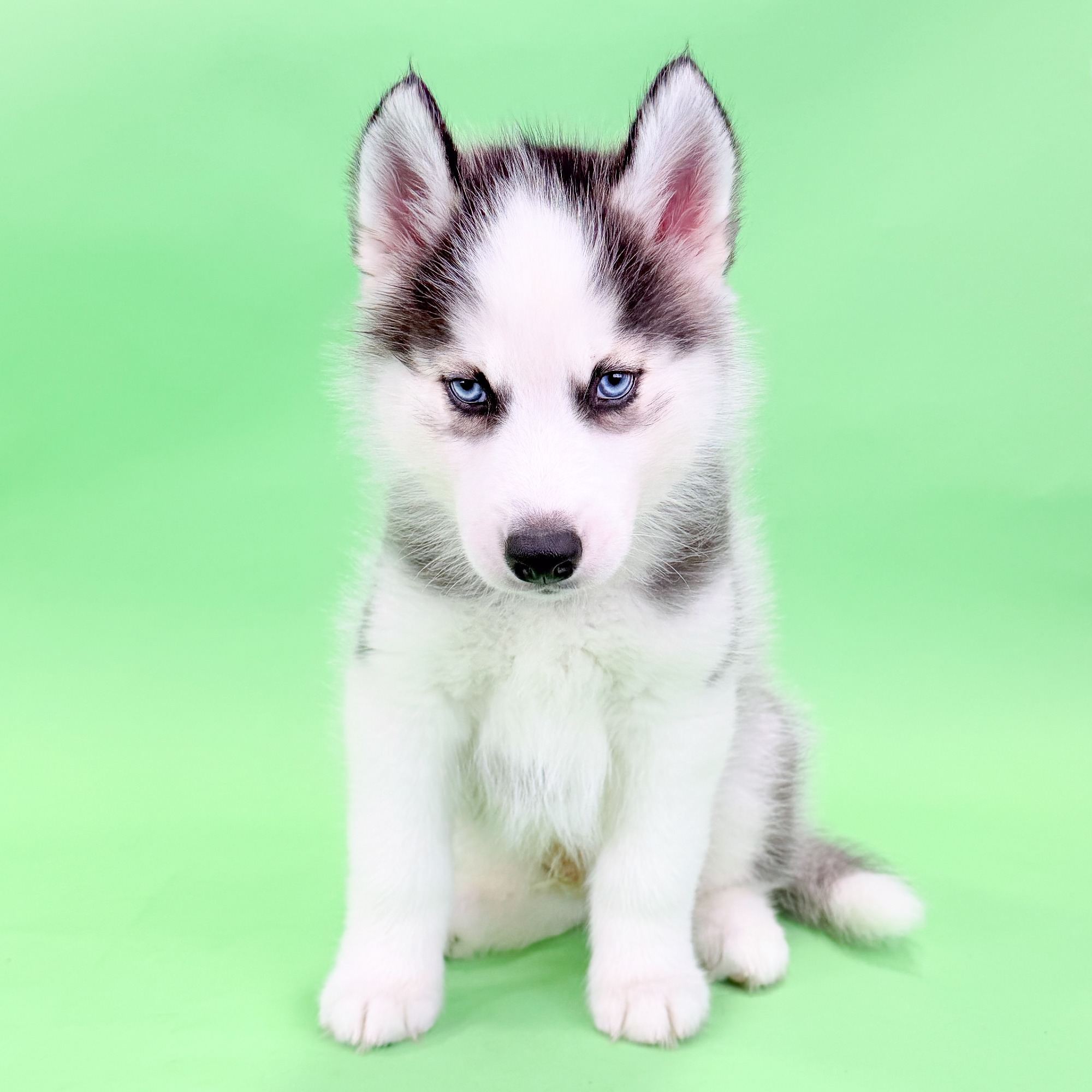 William the Pomsky puppy