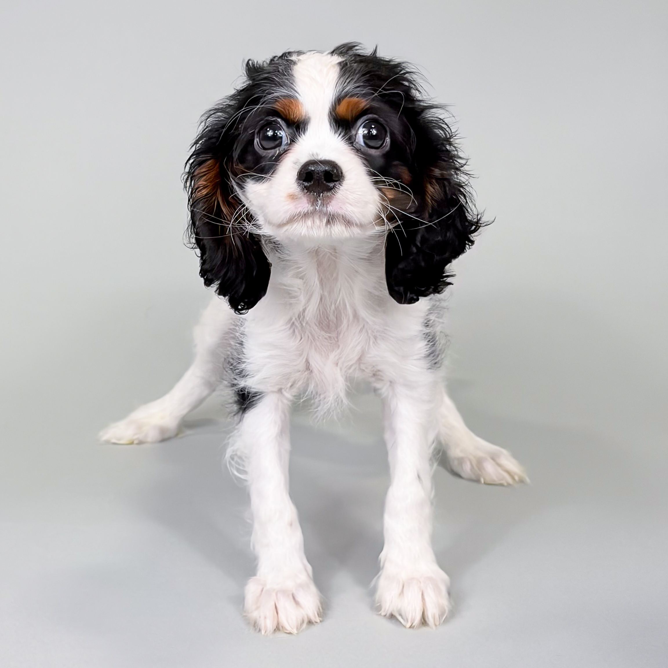 Barton the Cavalier King Charles Spaniel puppy