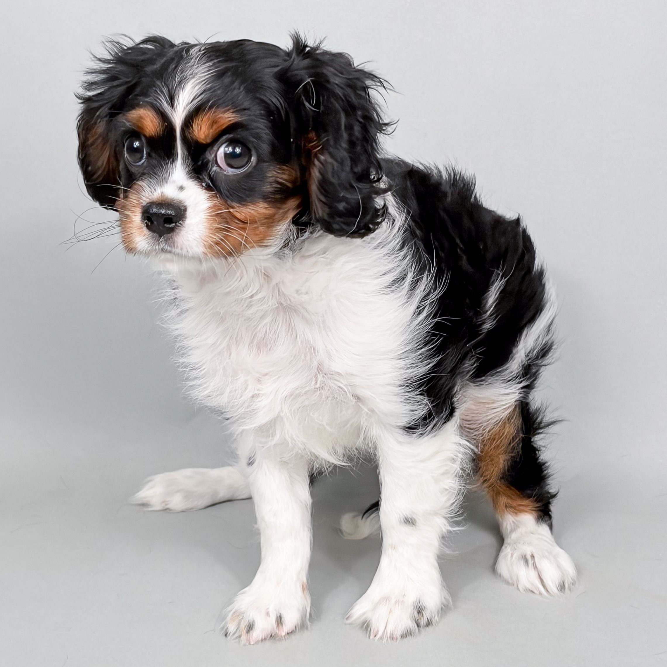 Yuliana puppy