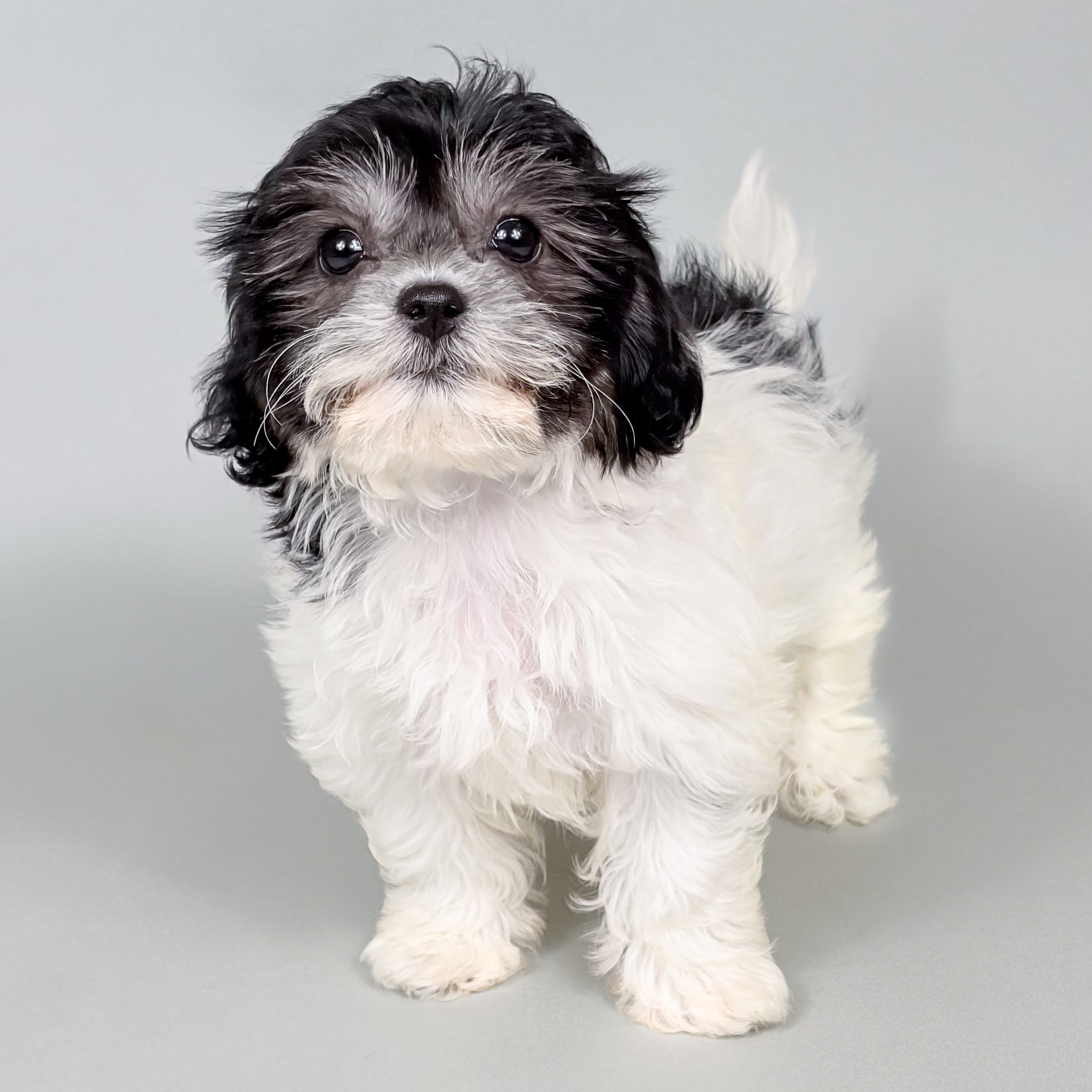 Zoey photo 1