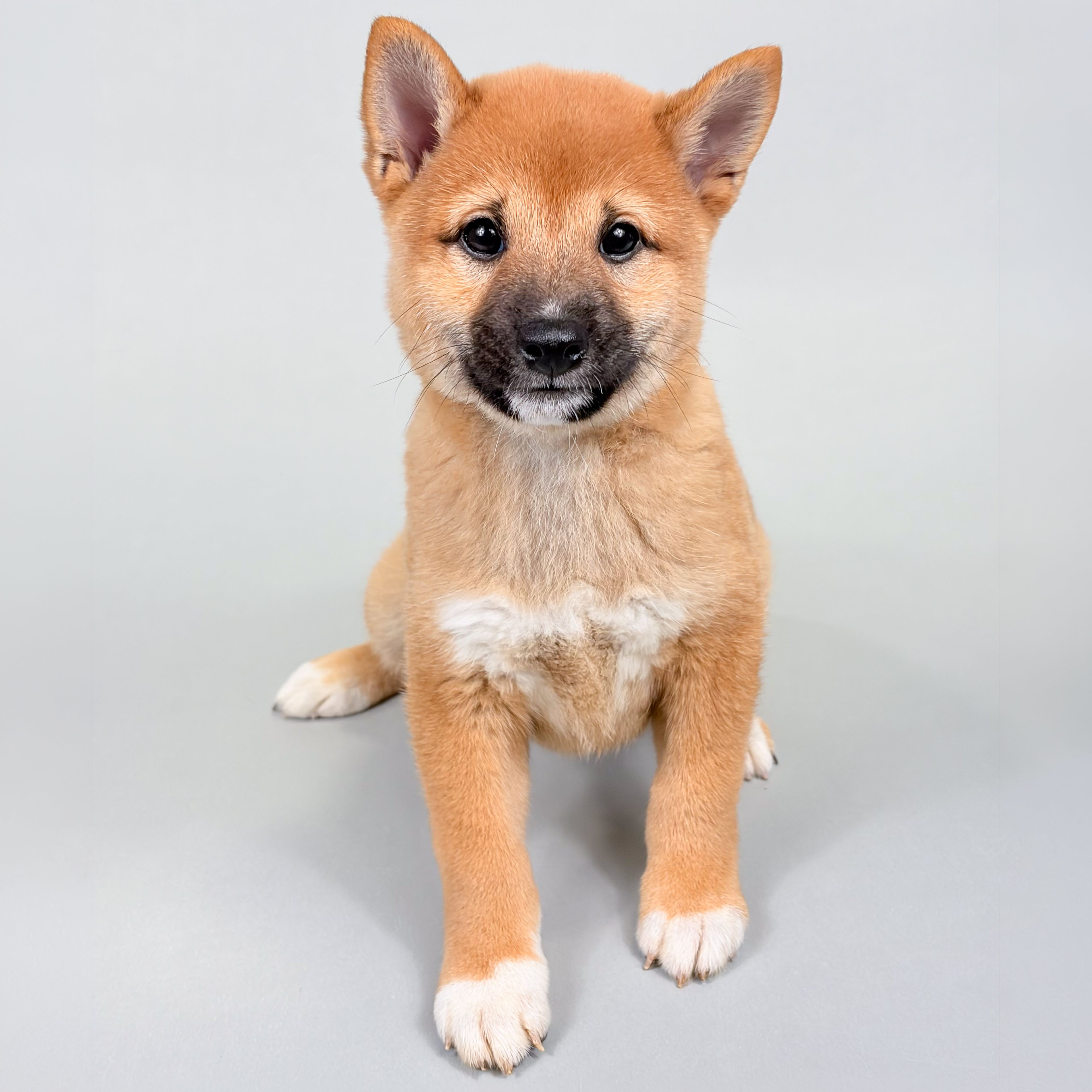 Diesel the Shiba Inu puppy