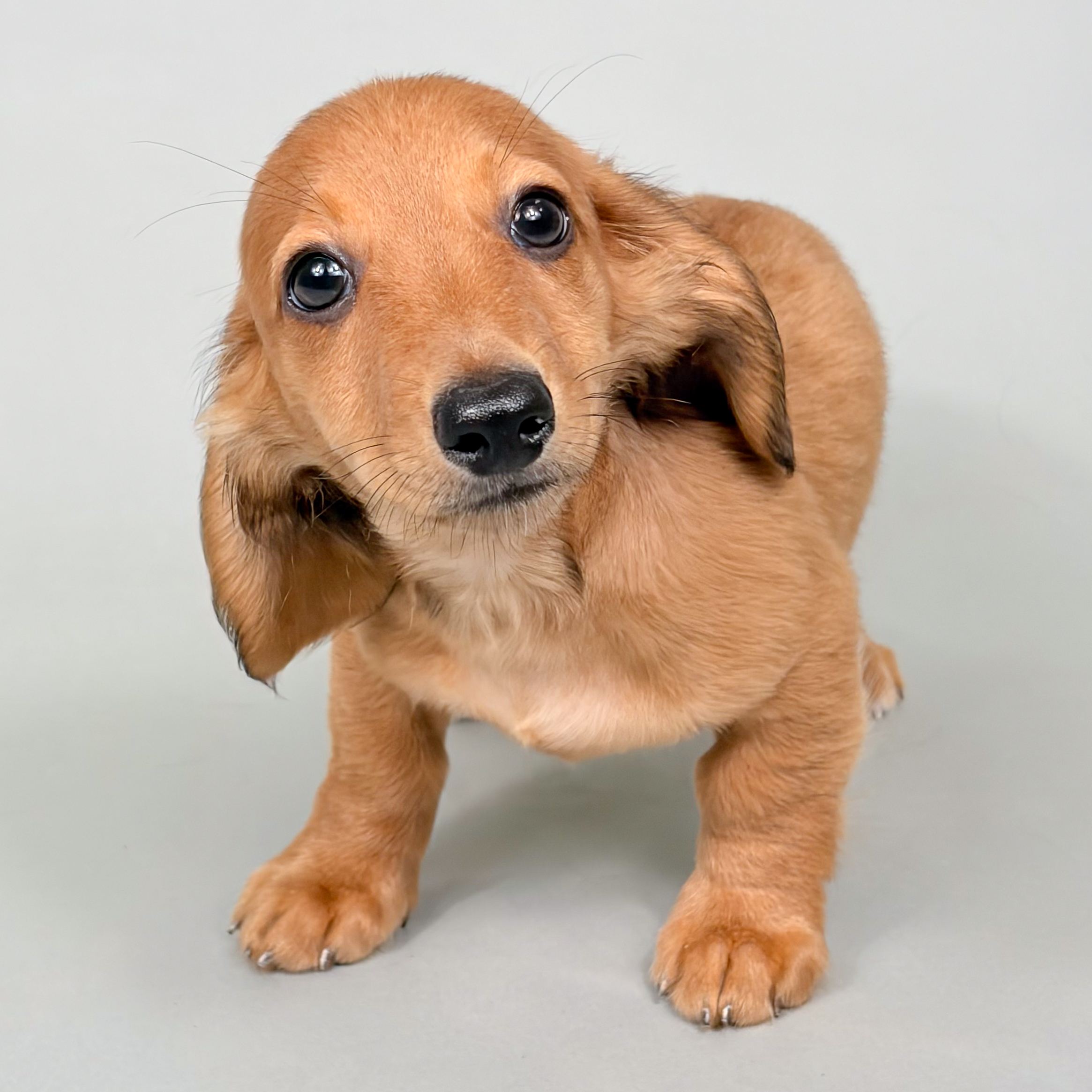 Damien the Mini Dachshund puppy