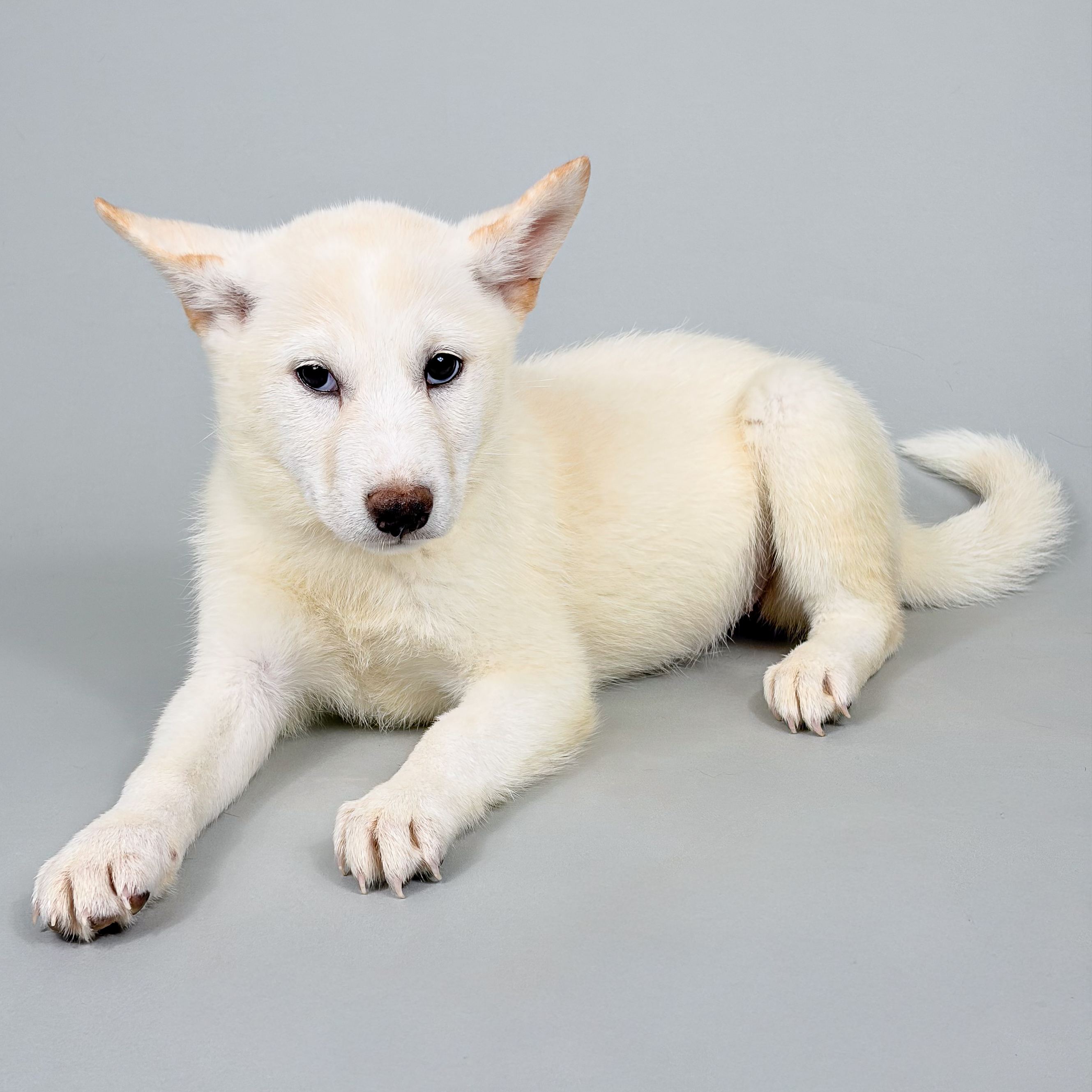 Julia the Shiba Inu puppy