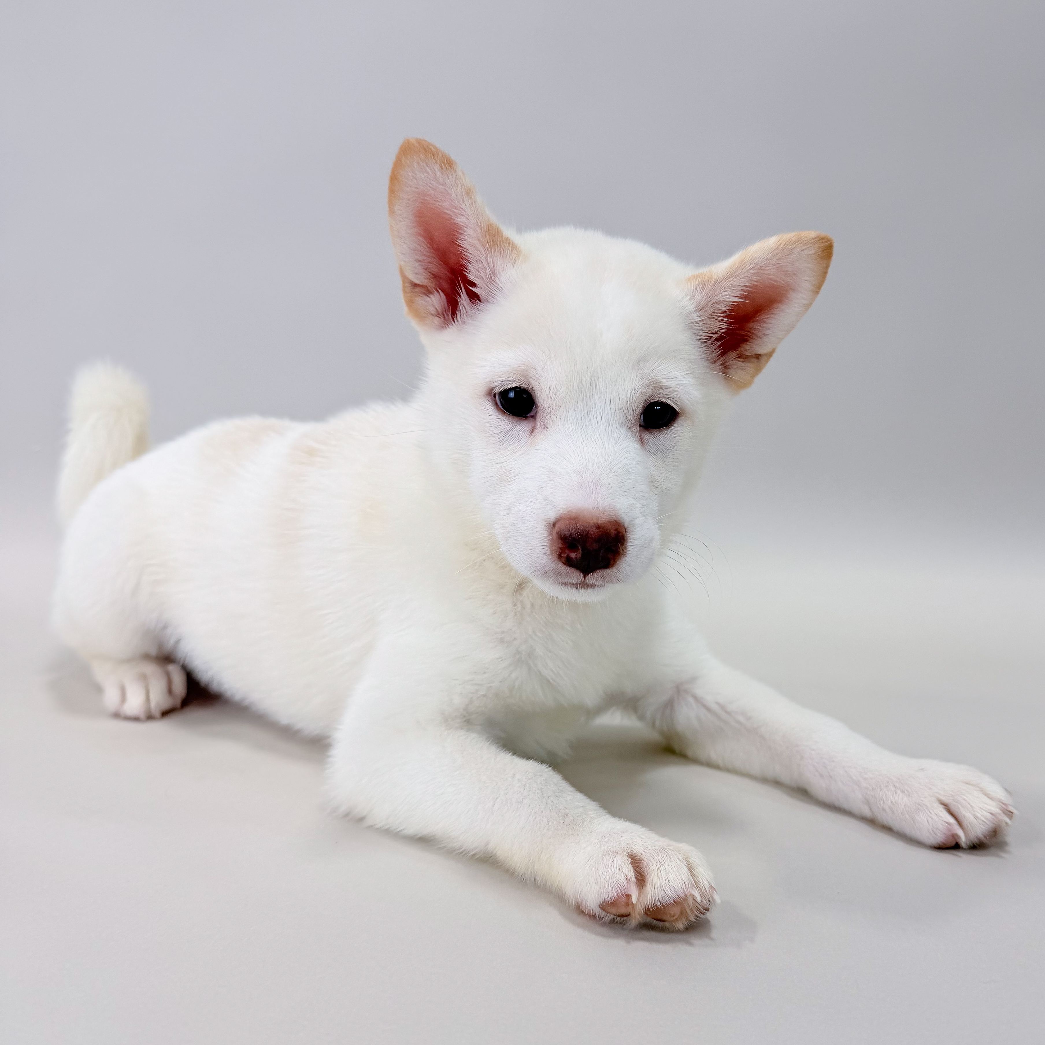 Harrietta the Shiba Inu puppy