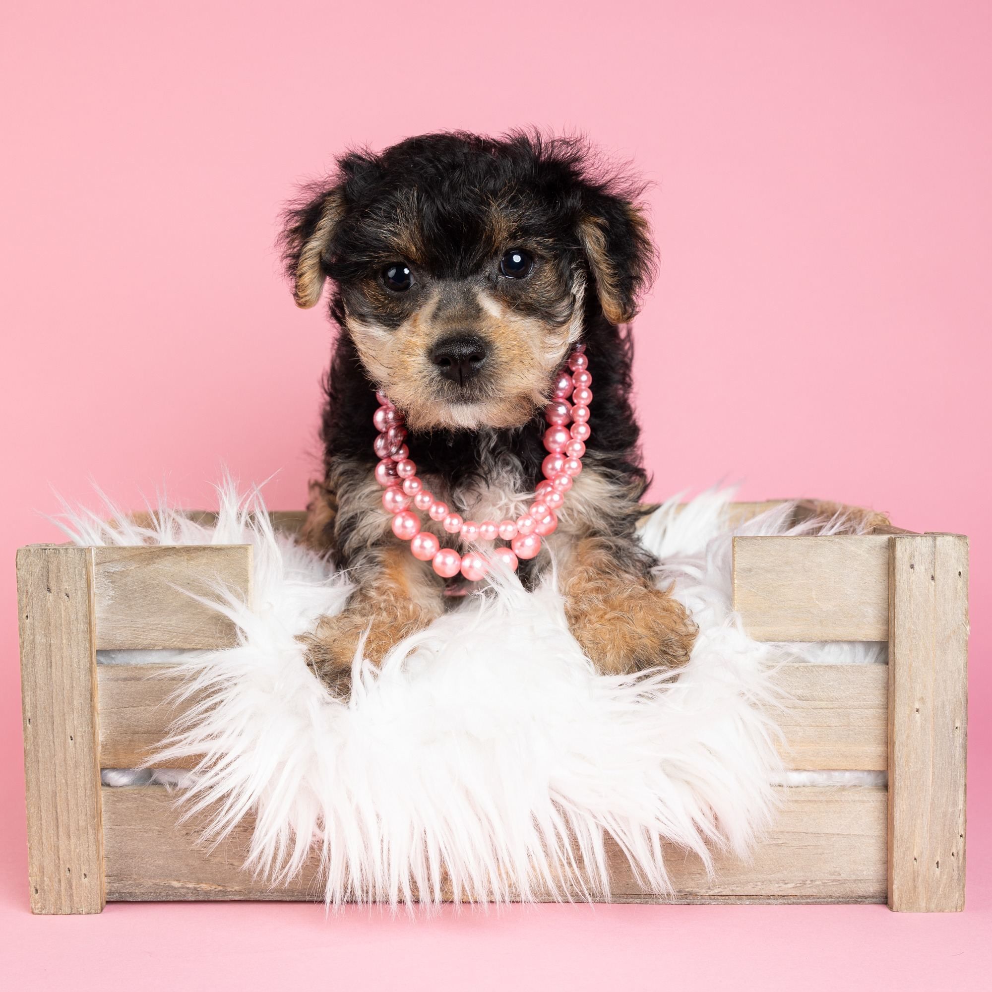 Happy the Morkie puppy
