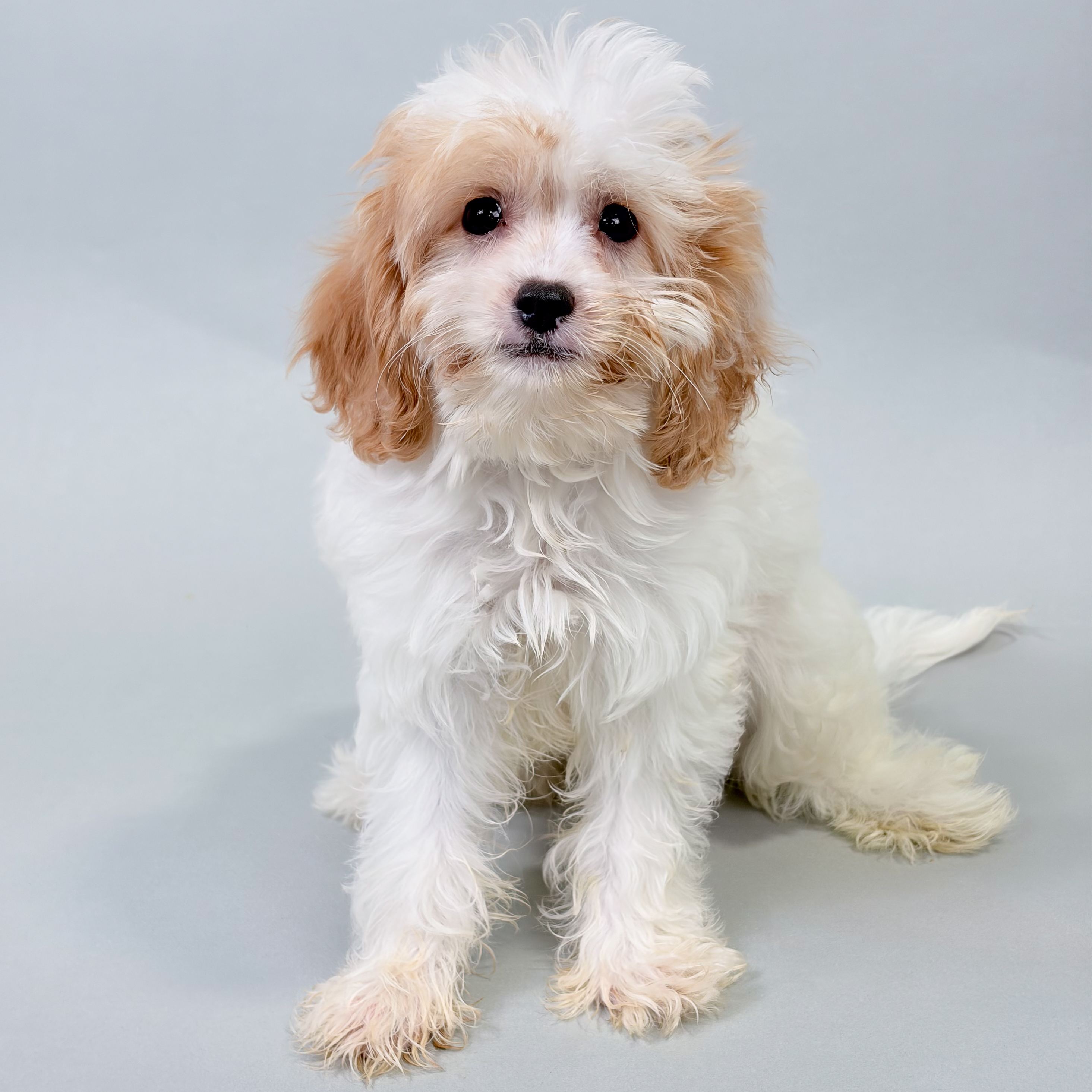 Zelda the Cavapoo puppy
