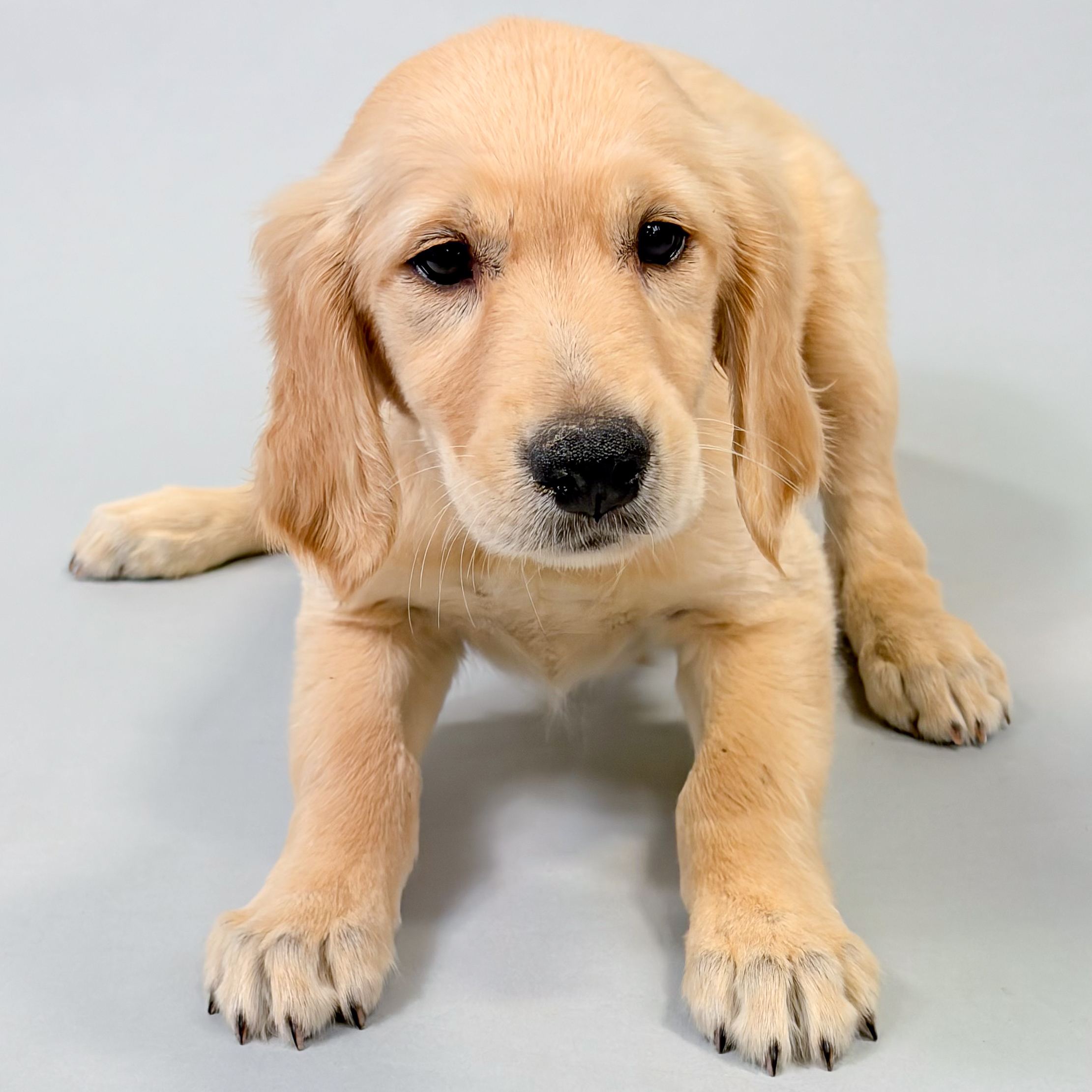 Rosemary puppy