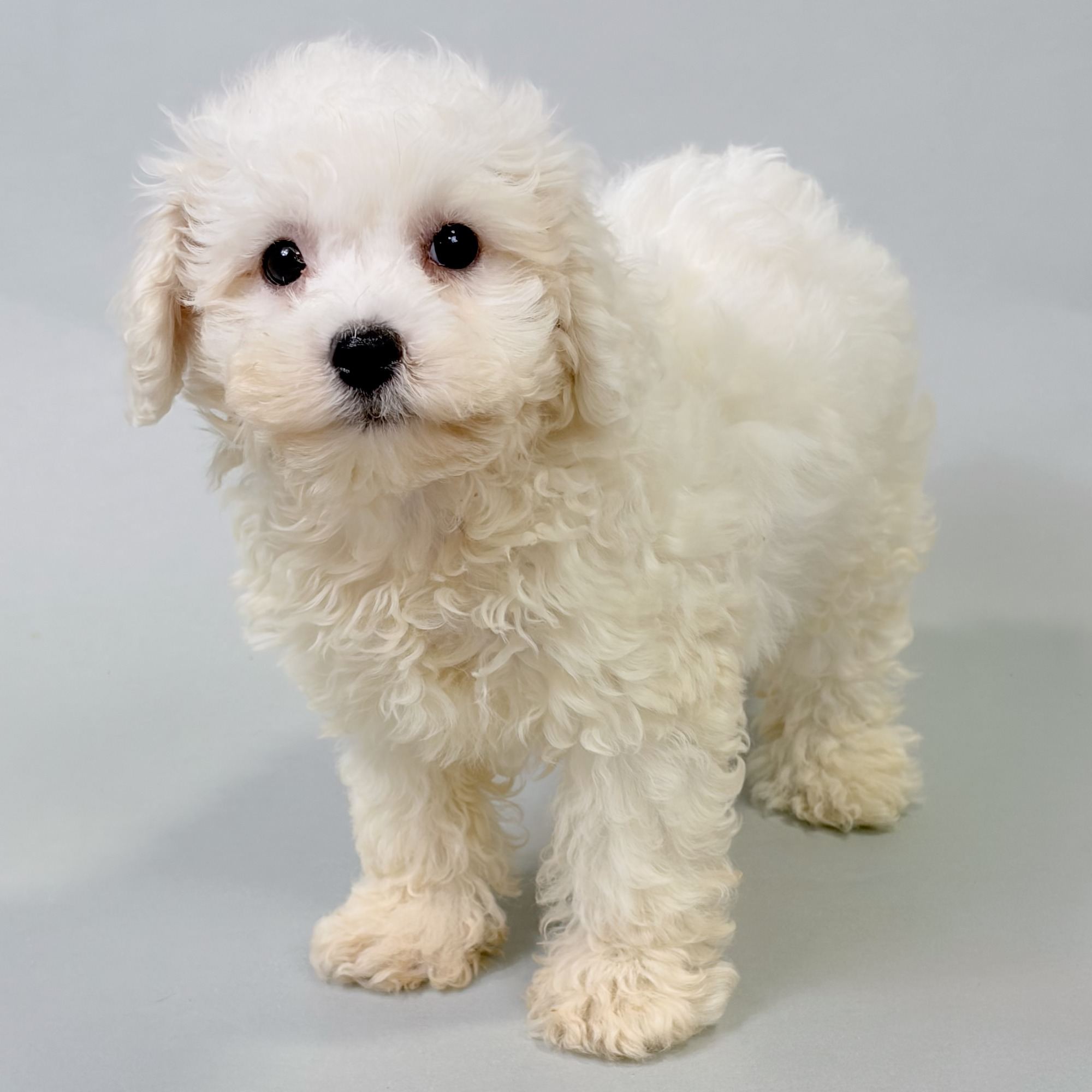 Izzy the Bichonpoo puppy