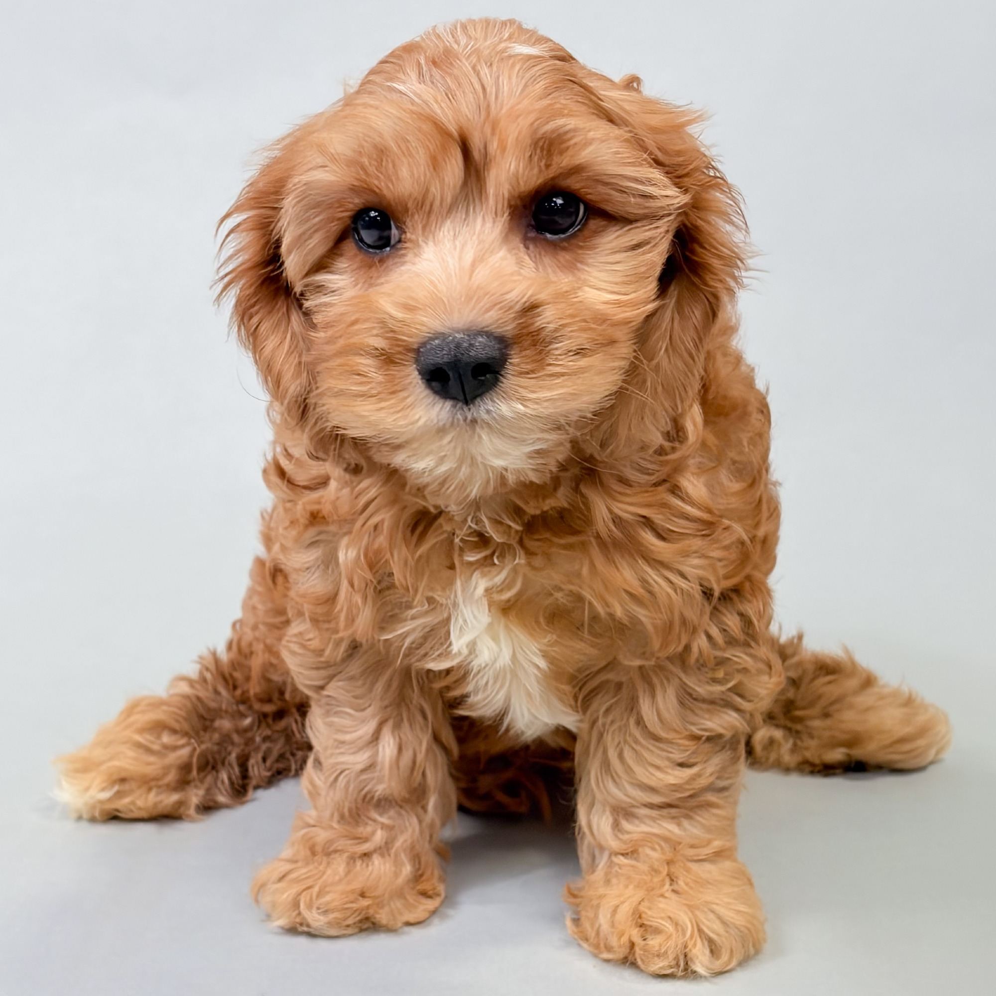 Marty the Cavachon puppy