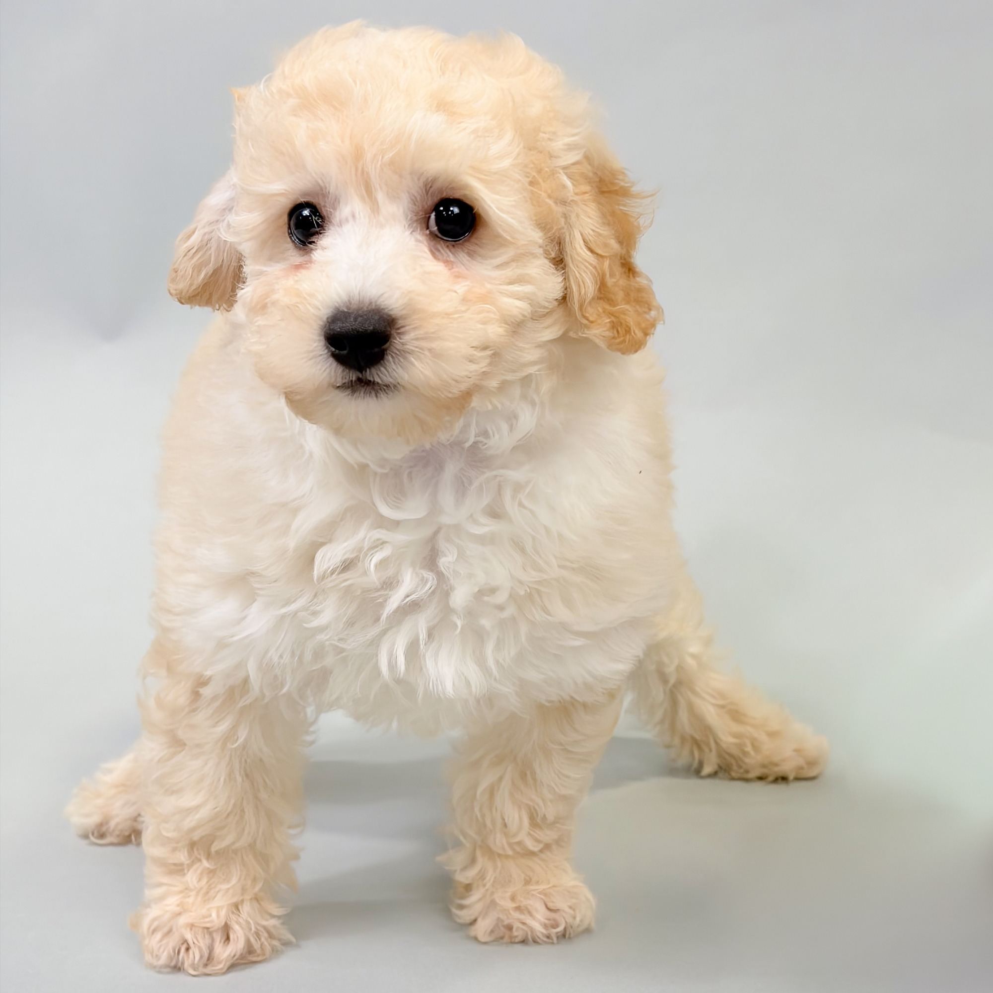 Cain the Havapoo puppy