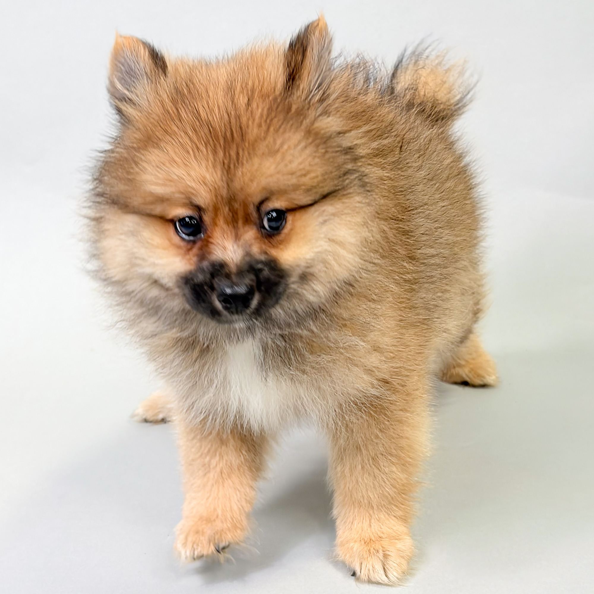 Niles the Pomeranian puppy