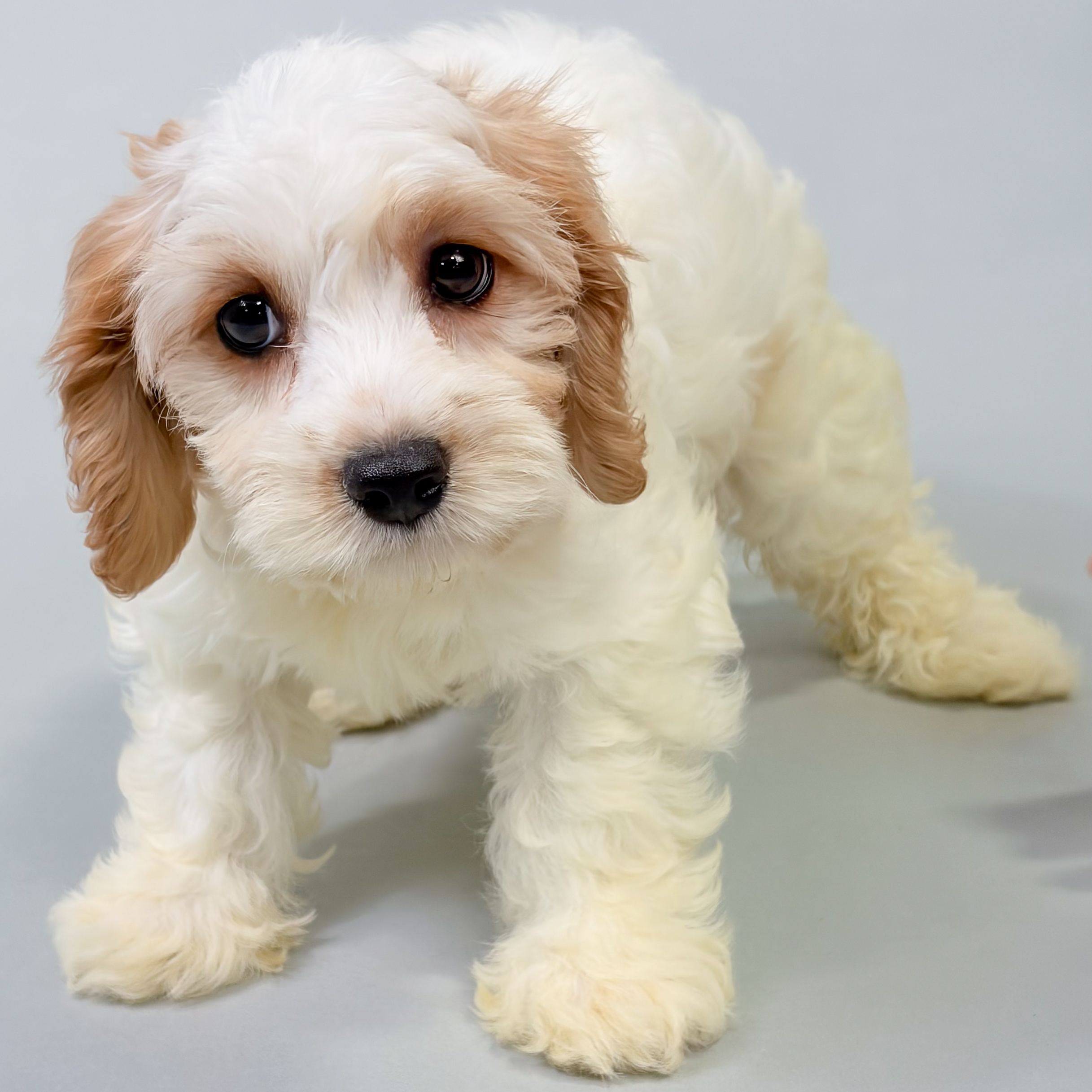 Demi the Cavachon puppy