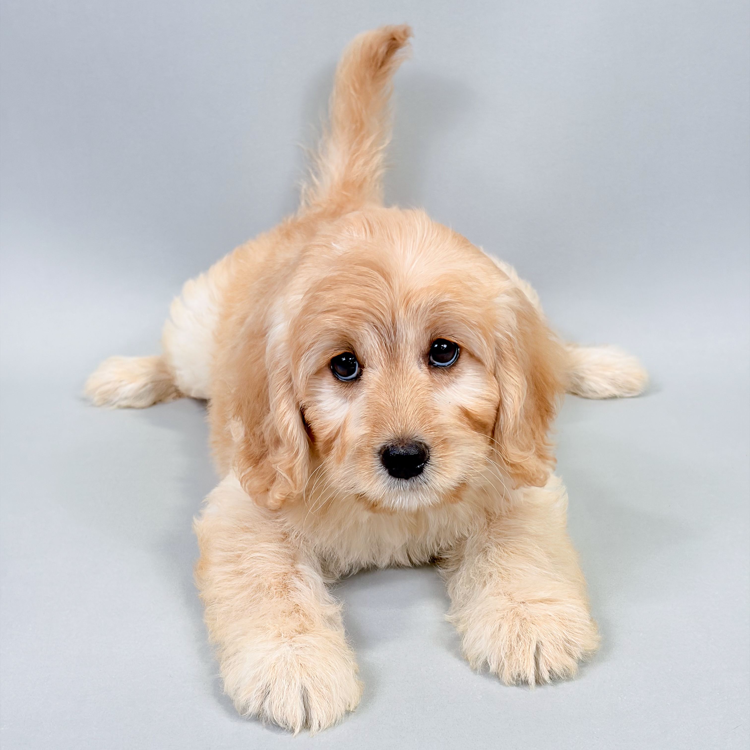 Xanti the Mini Labradoodle puppy