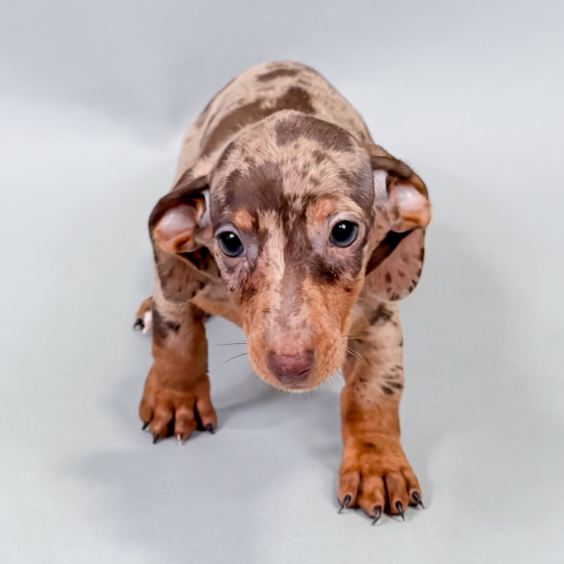 Holiday the Mini Dachshund puppy
