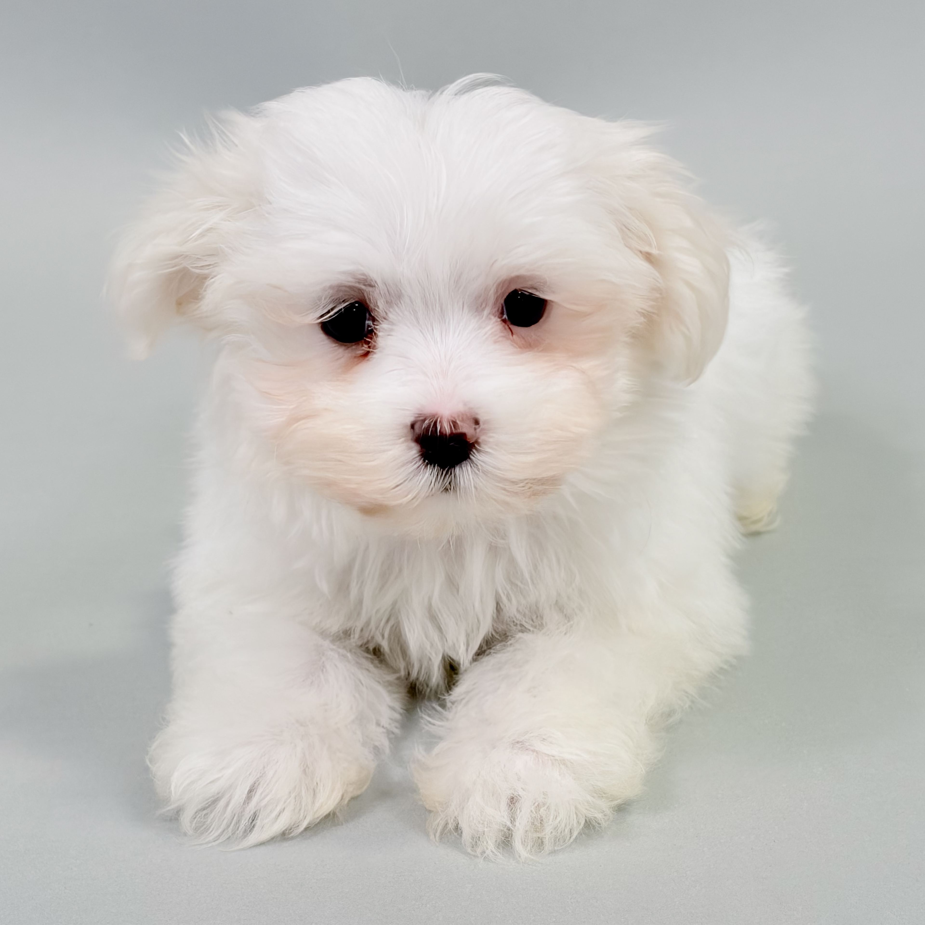 Jolene the Maltese puppy
