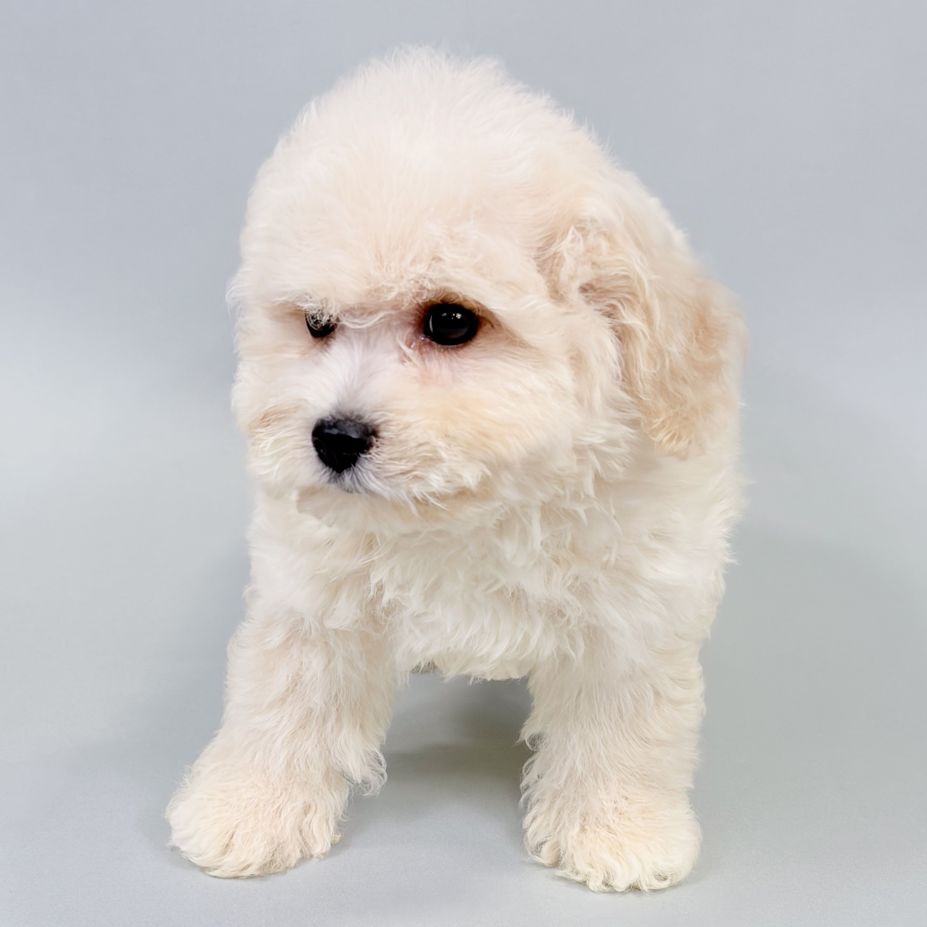 Pogo the Cavachon puppy