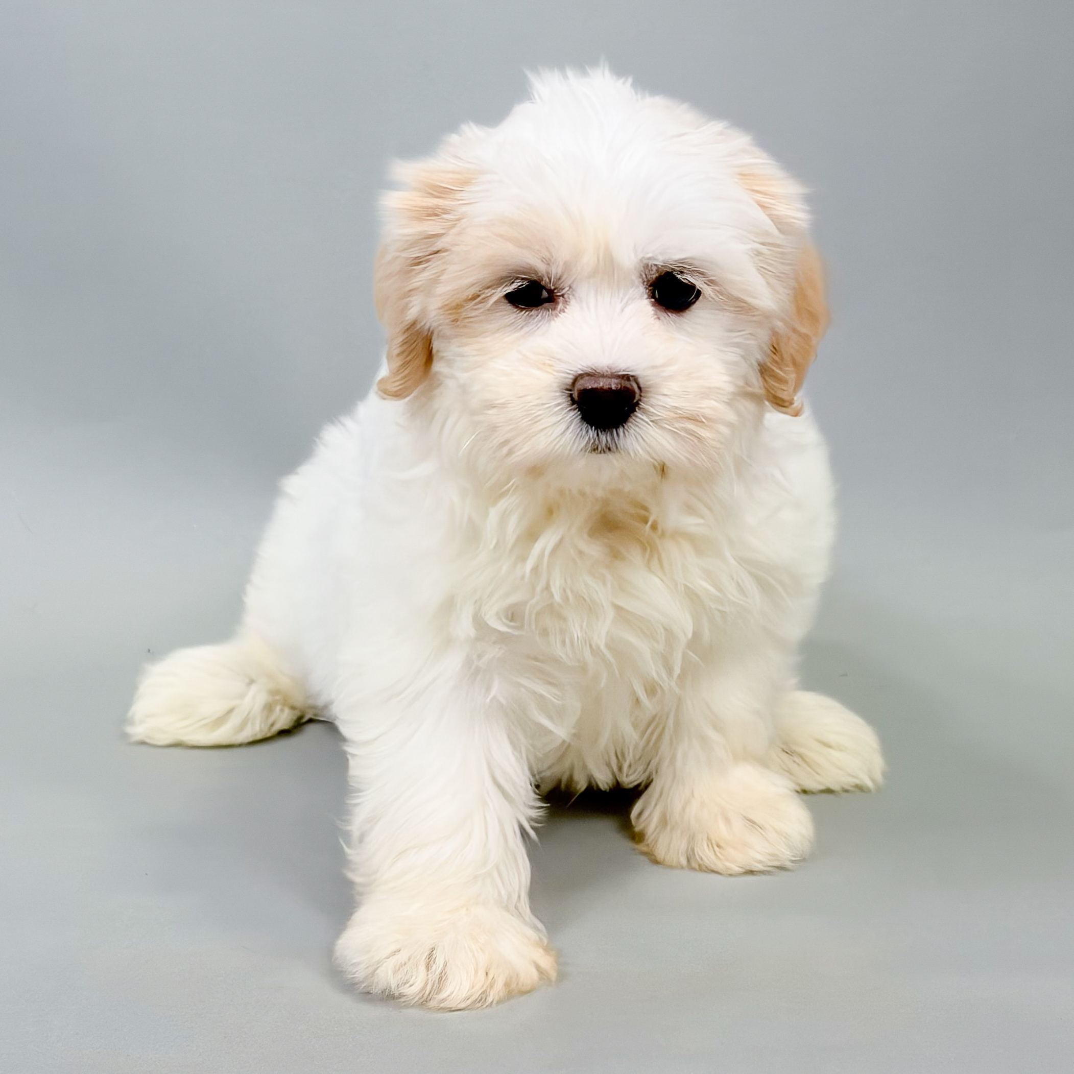 Snoopy photo 1