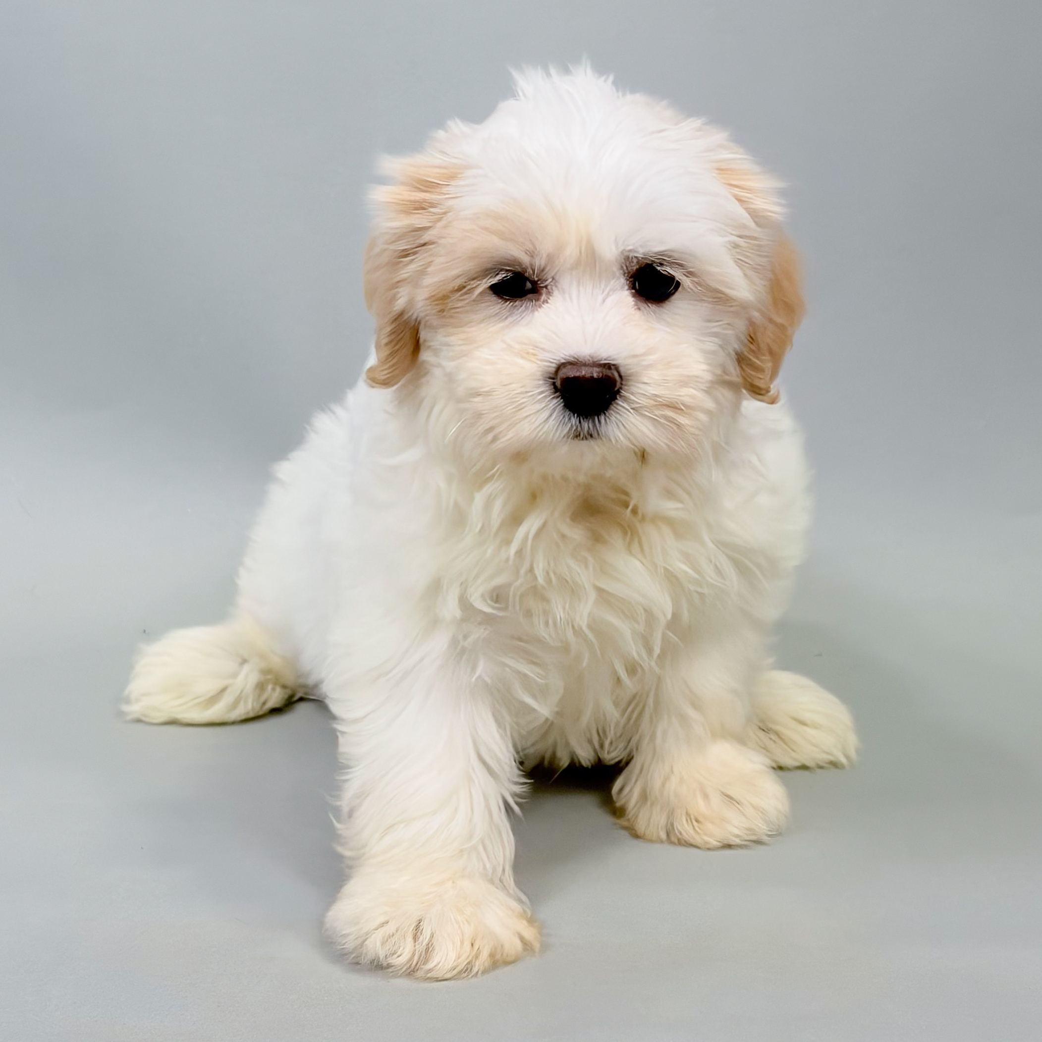 Snoopy photo 1
