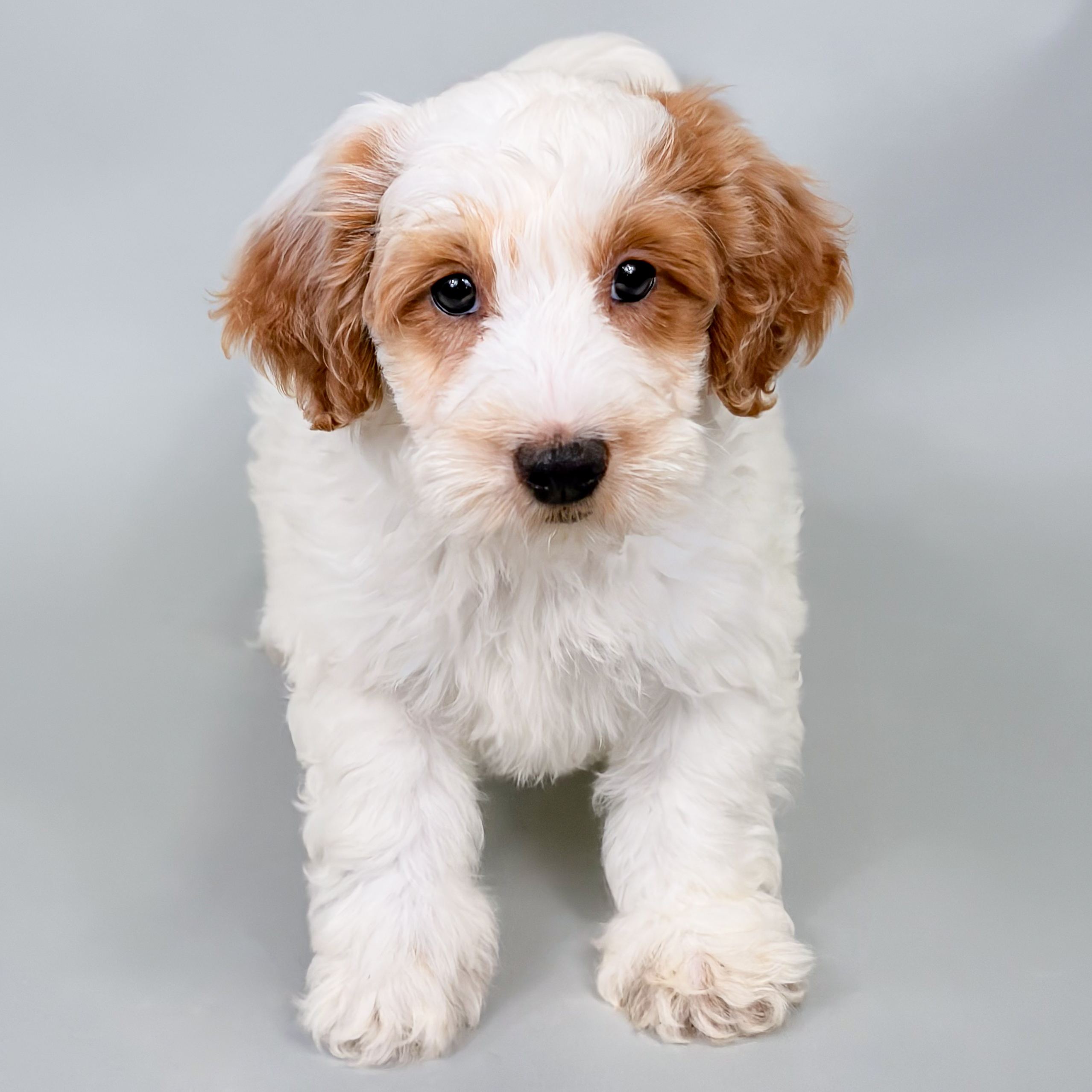 Mochi the Mini Goldendoodle puppy