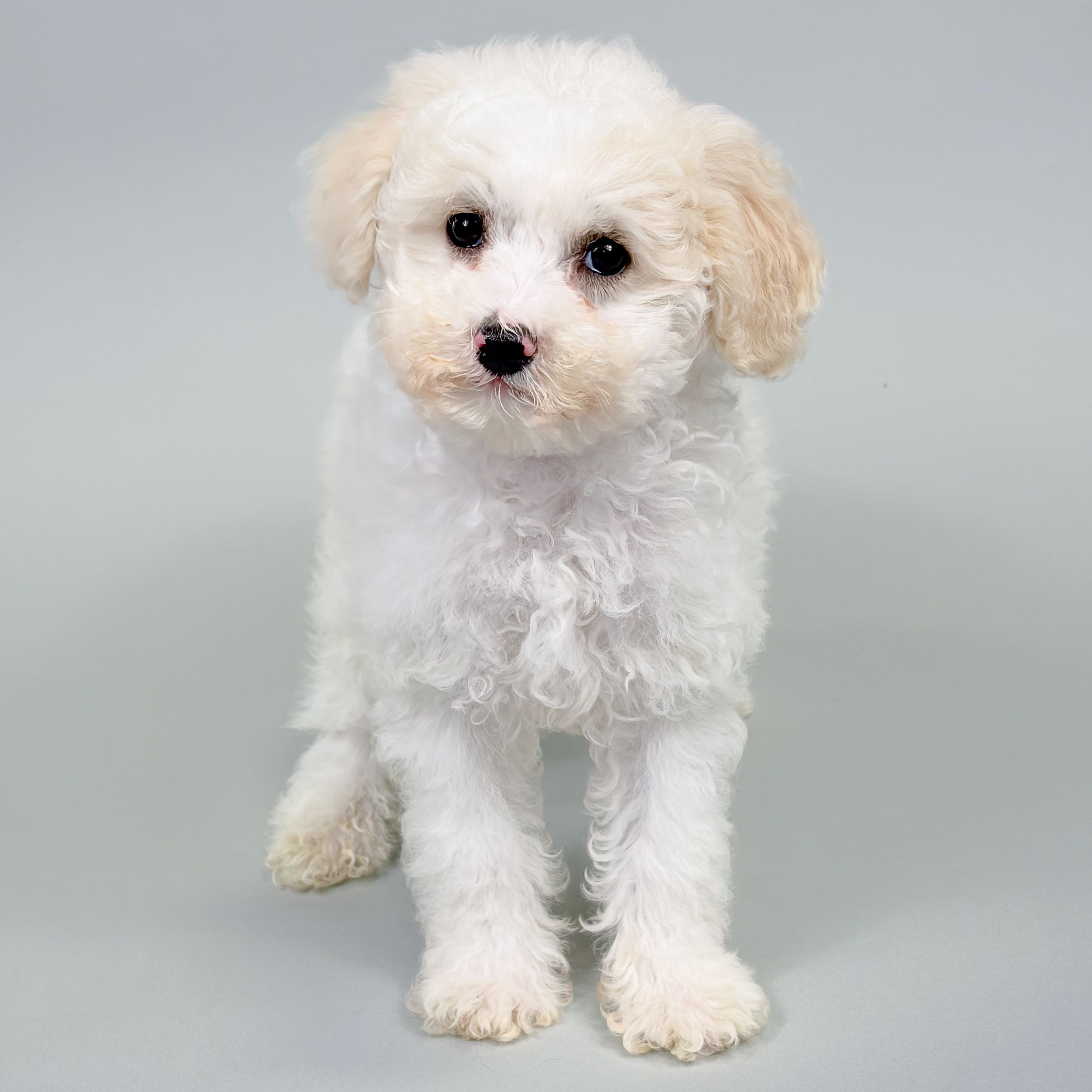 Risa the Mini Poodle puppy