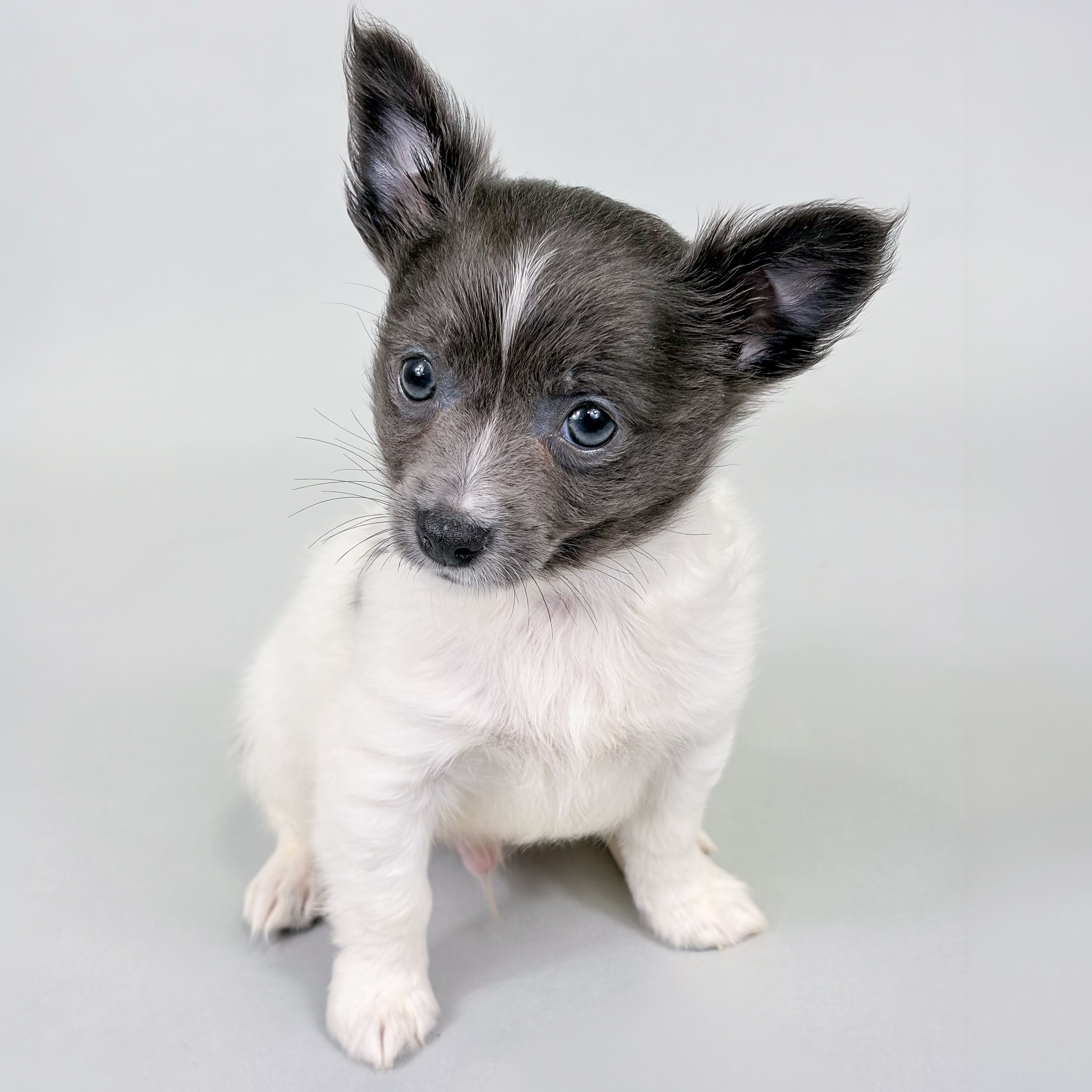 Herman puppy